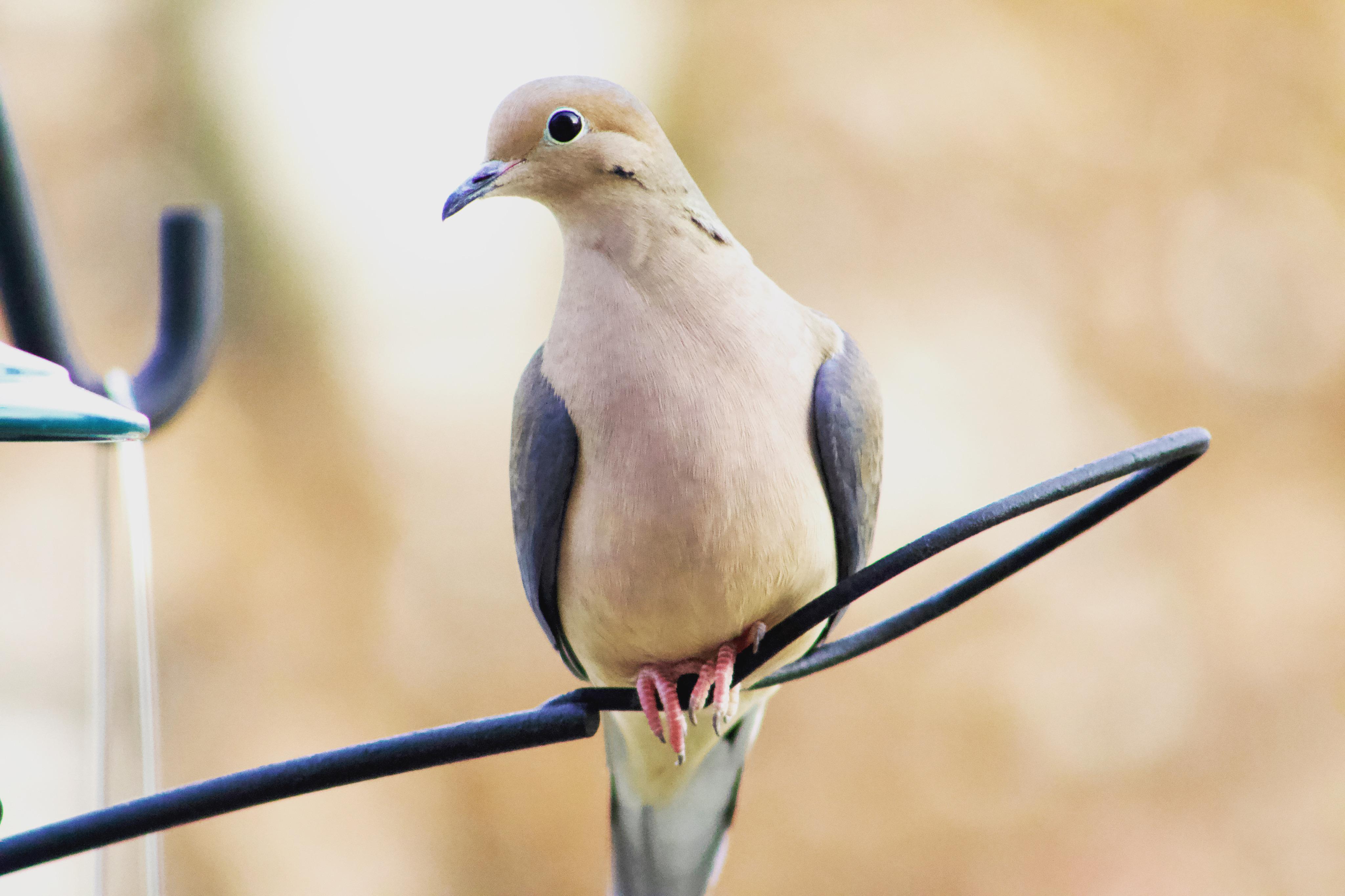 Early dove in Columbus, OH r/birding