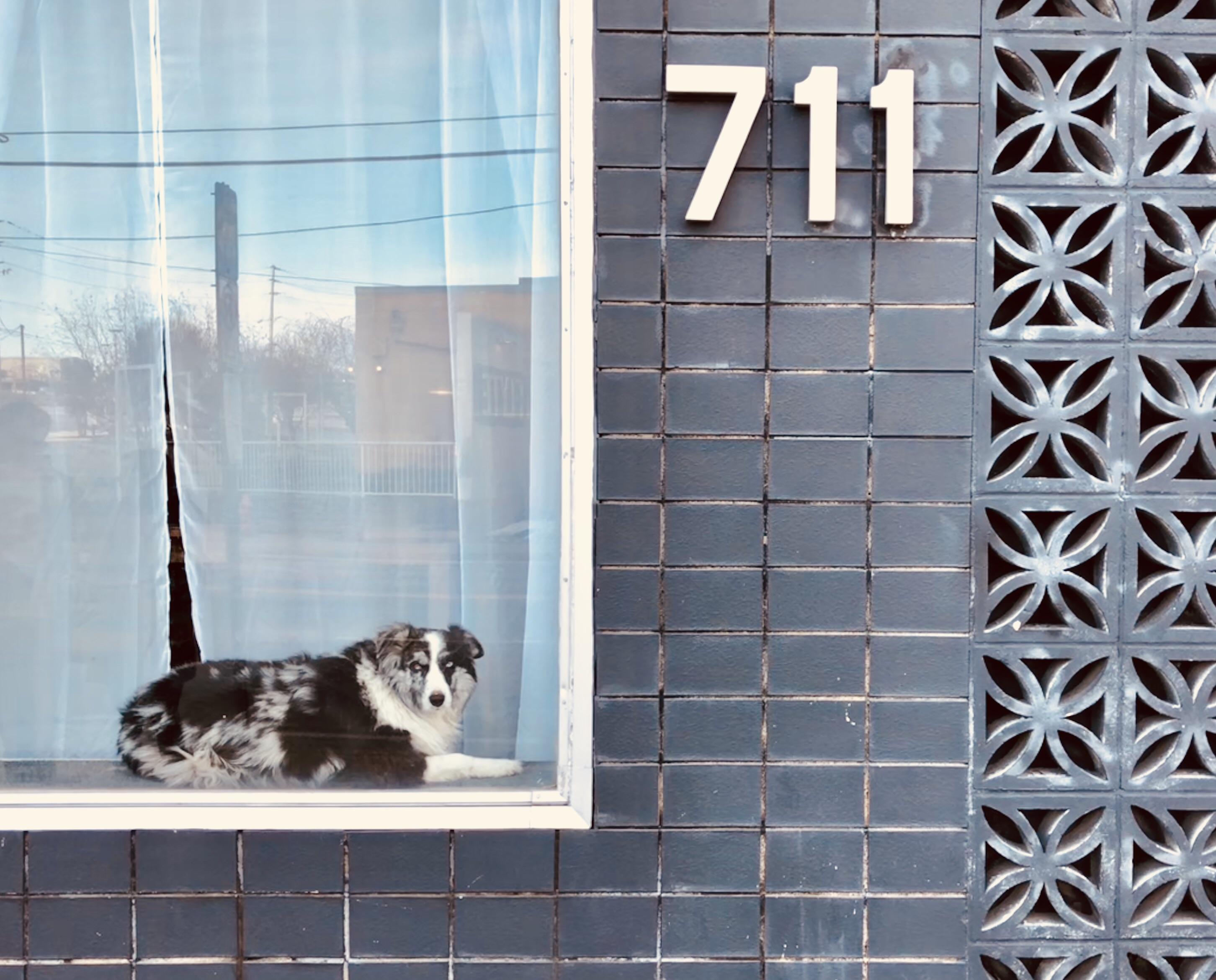 How much is that doggie in the window? r/pics