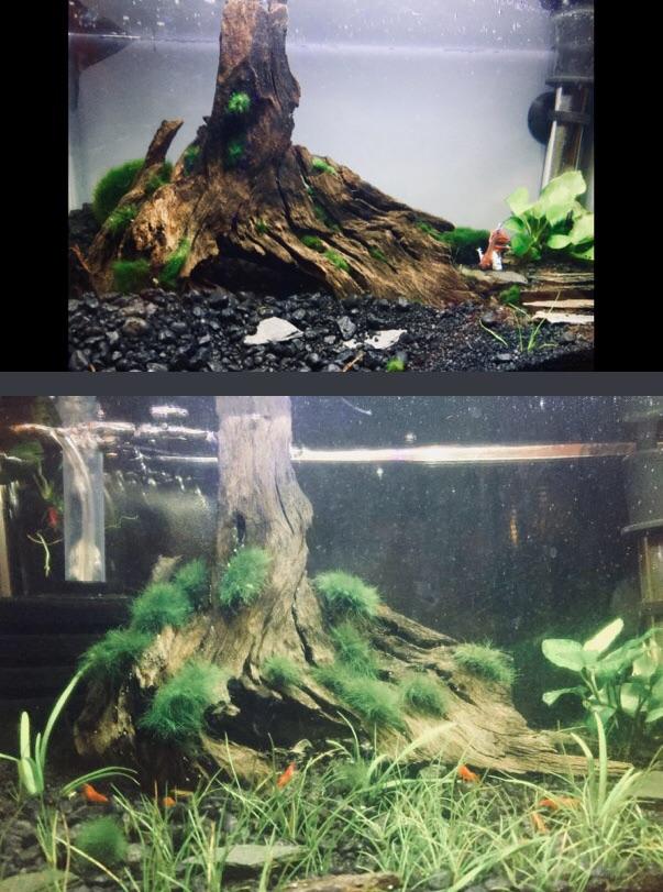 Marimo moss takin over my driftwood. r/Aquariums