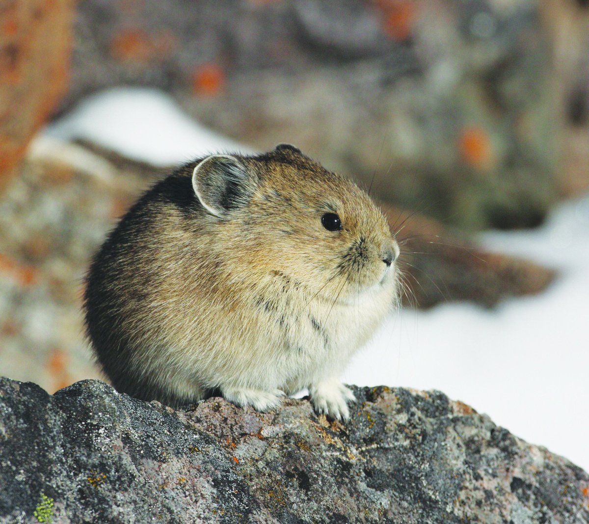 This quite rotund fellow, an American Pika, is found in the mountains