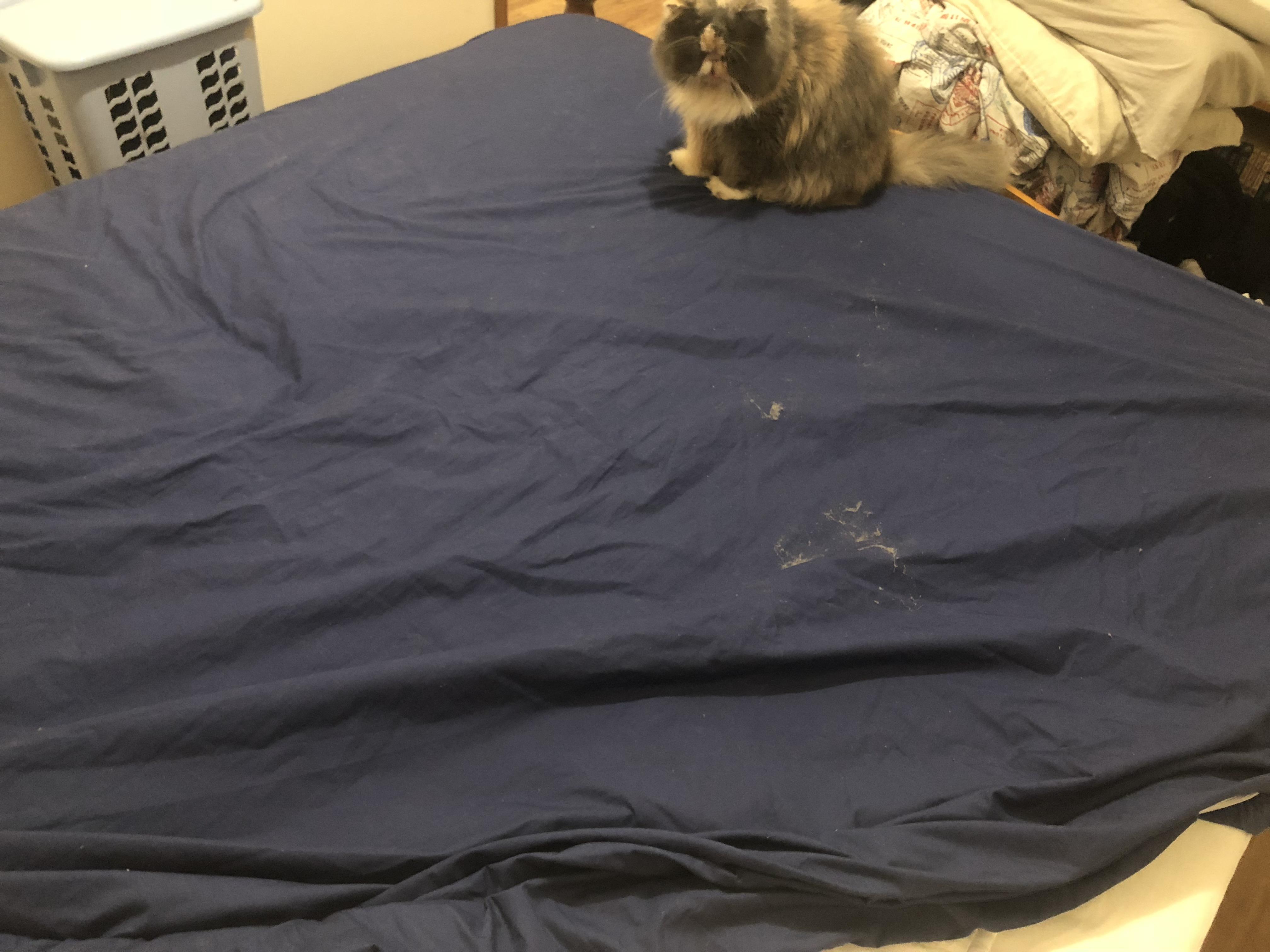 Cat ruins freshly cleaned sheets with dusty paws _ (late at night