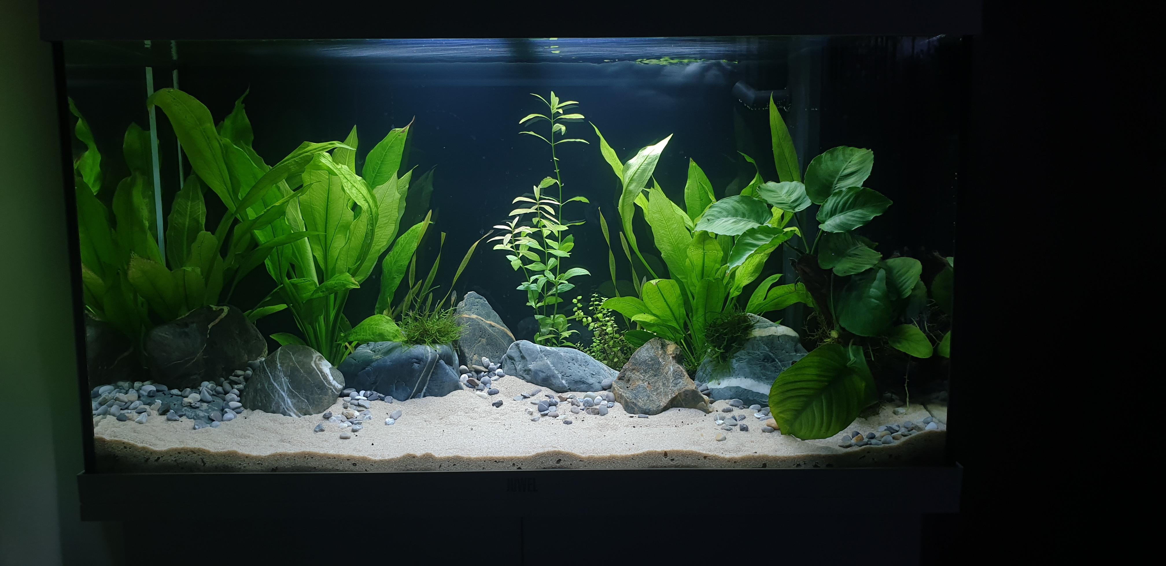 First time with regular garden soil as substrate for the plants at the