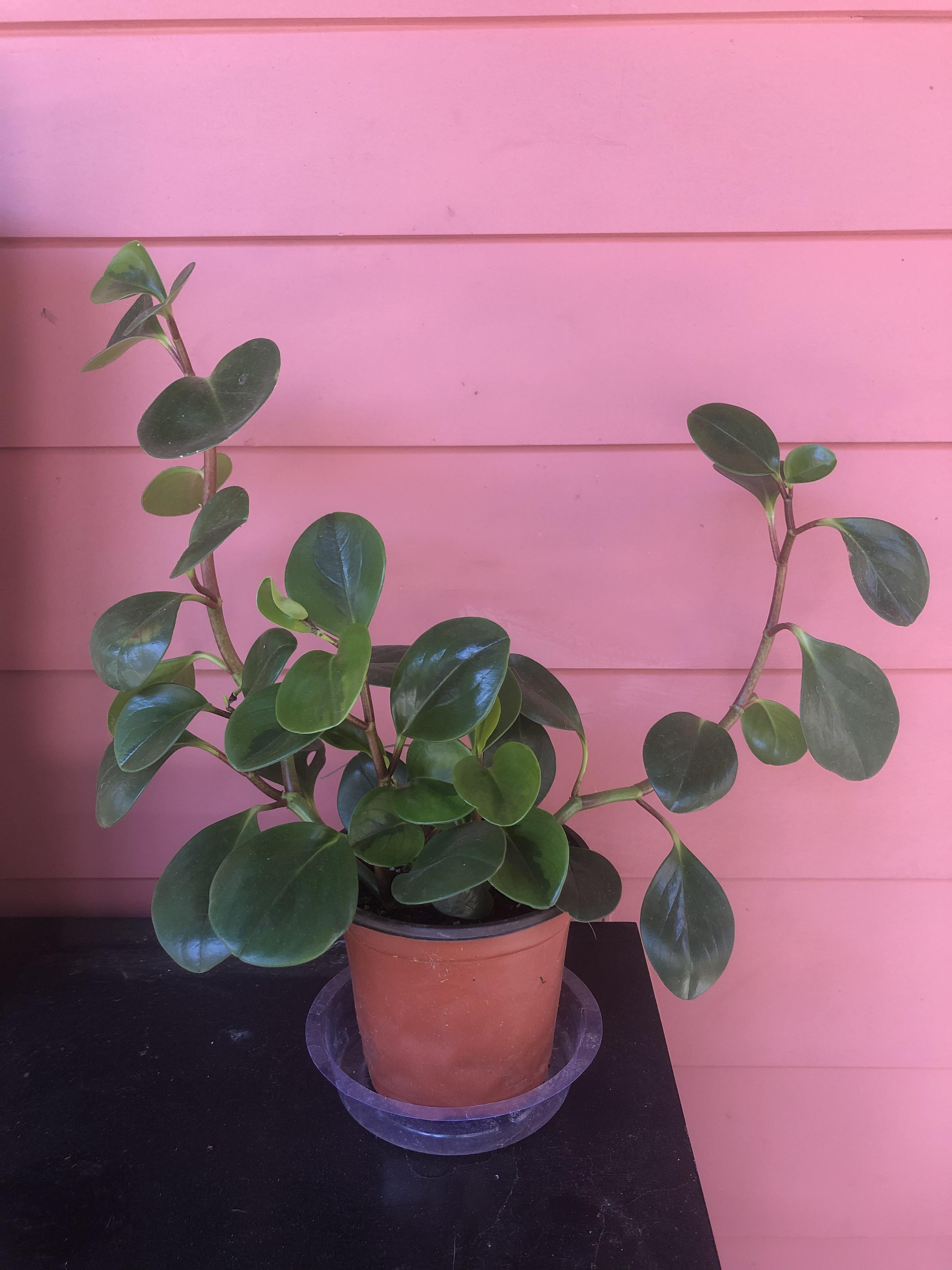 What the heck is this resilient plant? How does it want to grow? (New