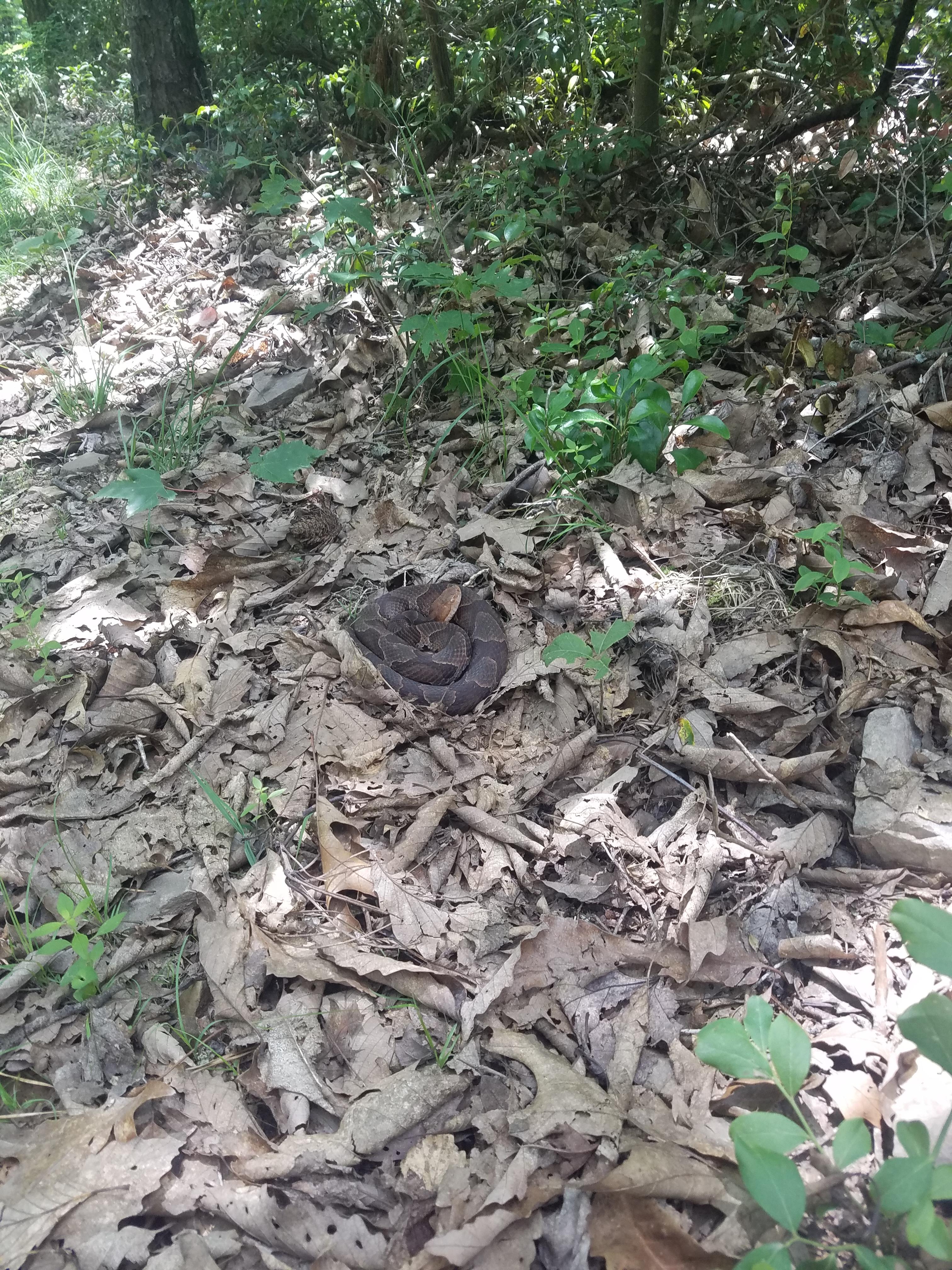 Found on Wild Oak Trail in Washington National Forest, VA r