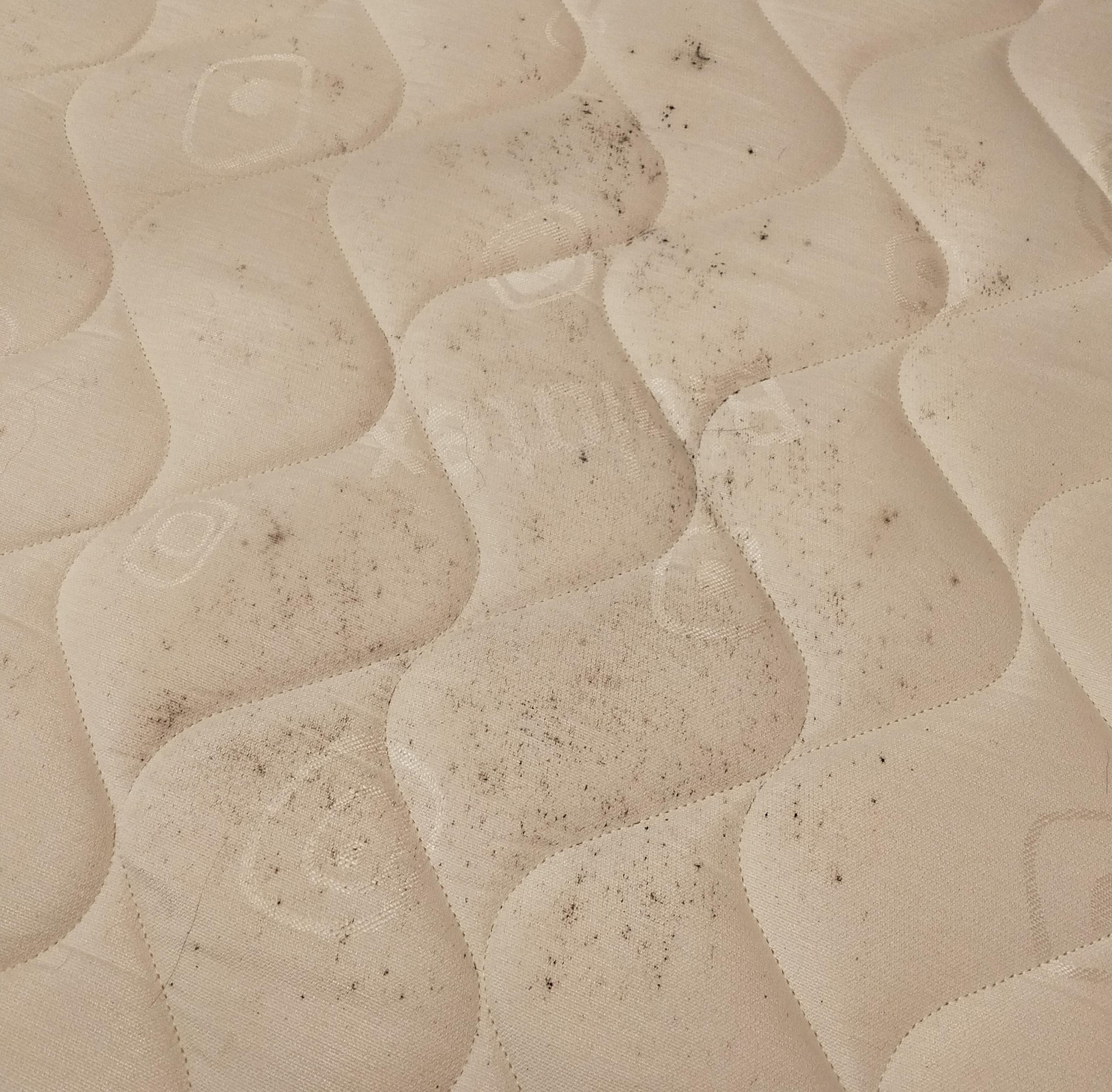How to remove mold spots on mattress? r/CleaningTips