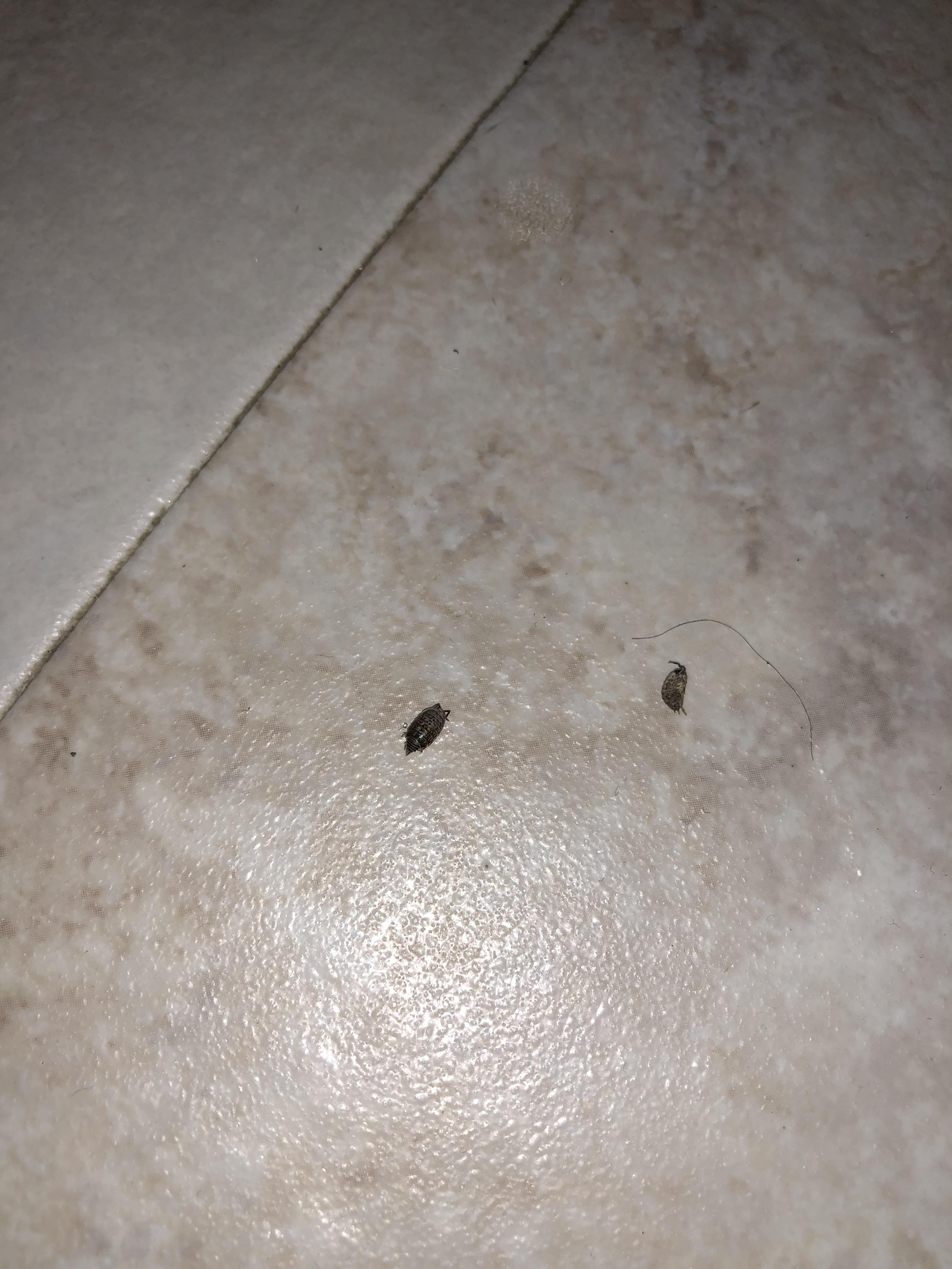 What are these bugs? Looks like a “rollie pollie ollie” (thats what I