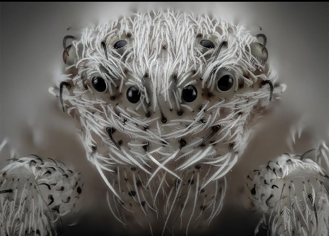 Impressive Photo of a White Hair Spider : r/spiders