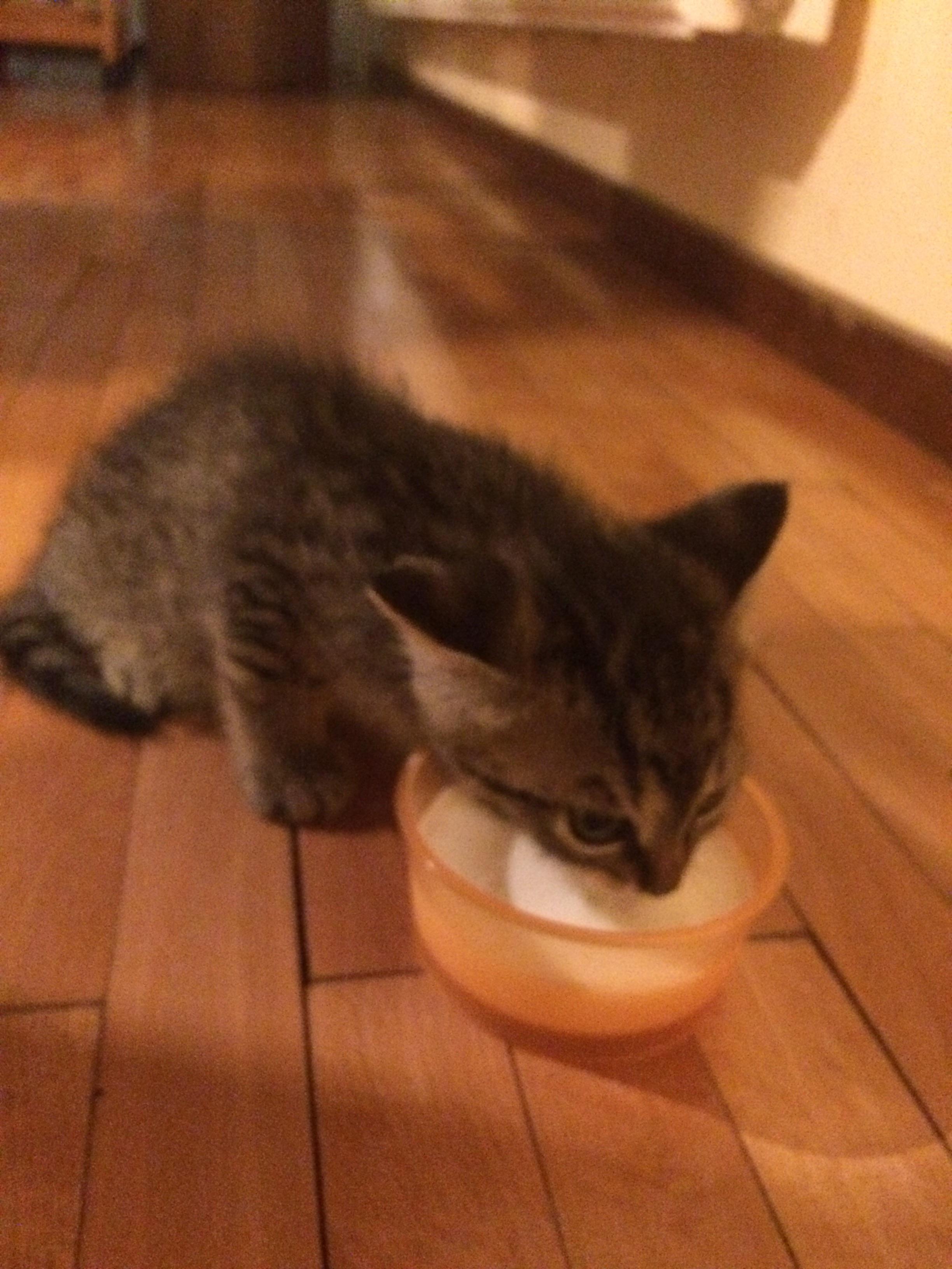 Looking for awesome male cat name. Please help me Reddit. cats