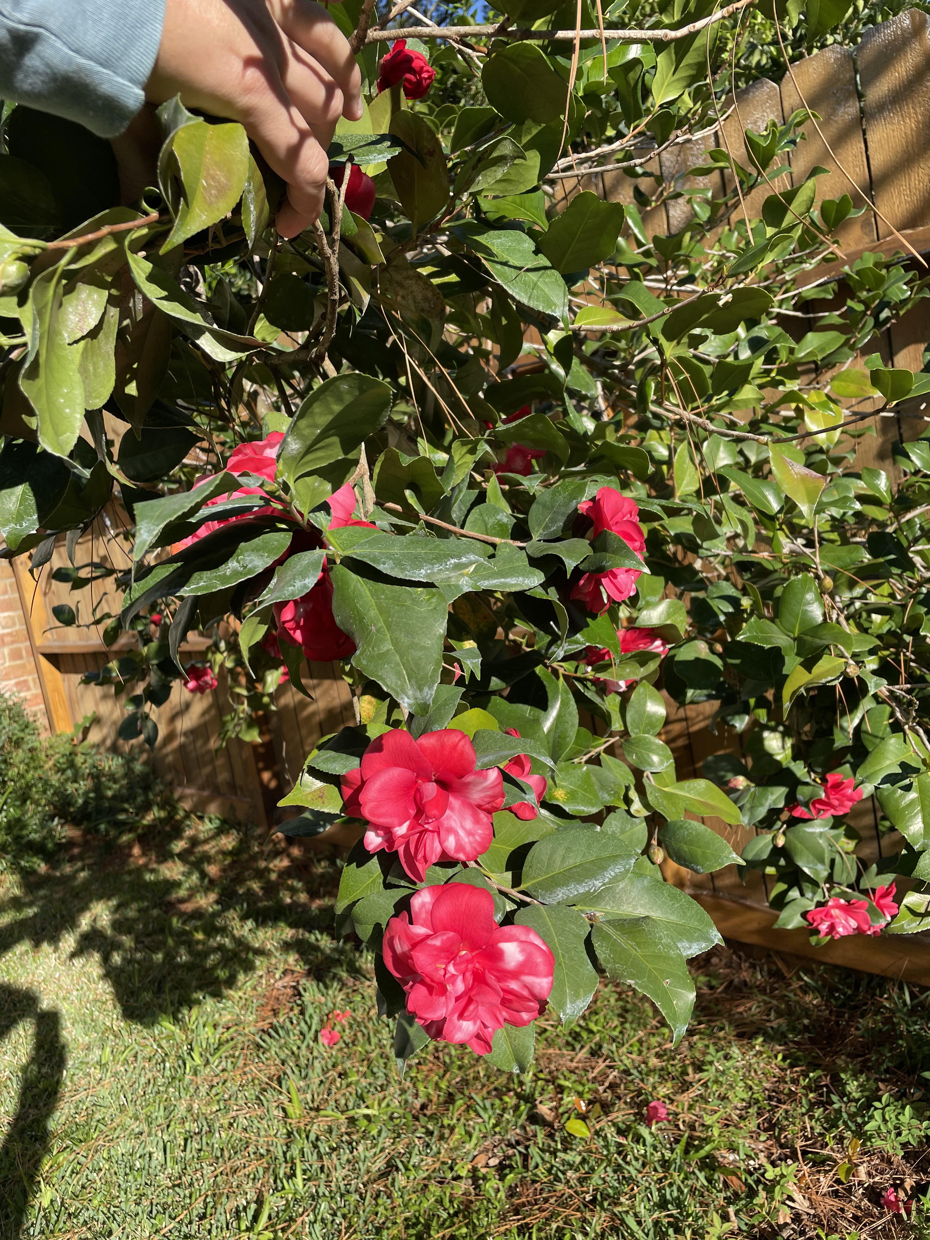 Need help identifying this bush… just started blooming in December in