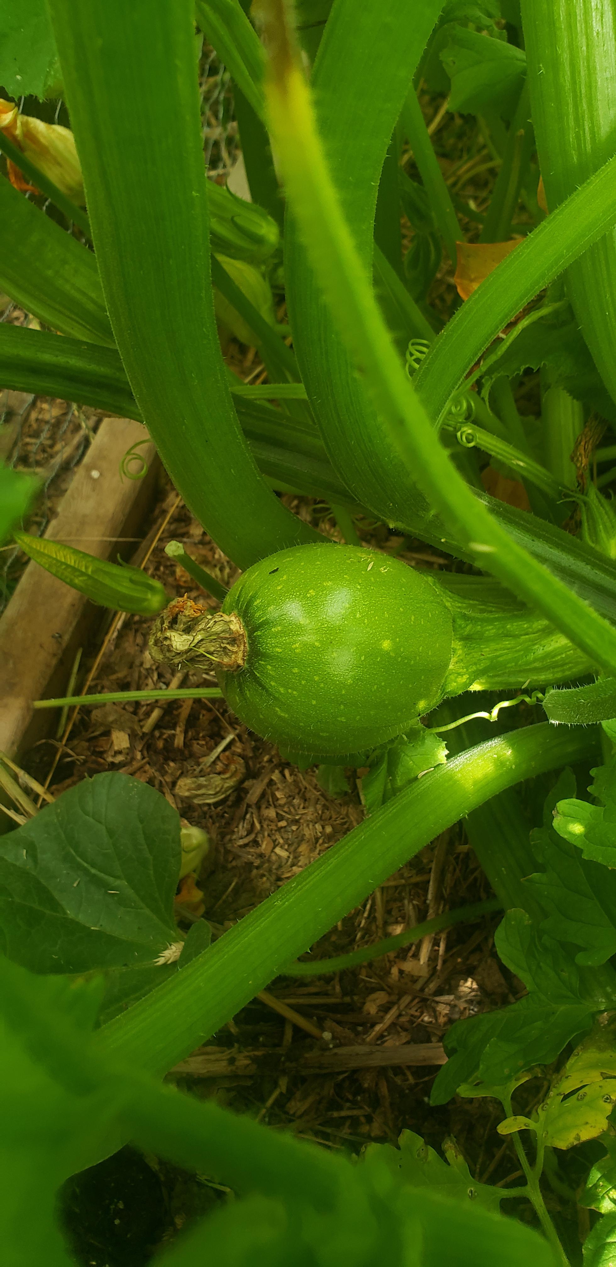 Does anyone know what kind of squash or melon this is? r/gardening