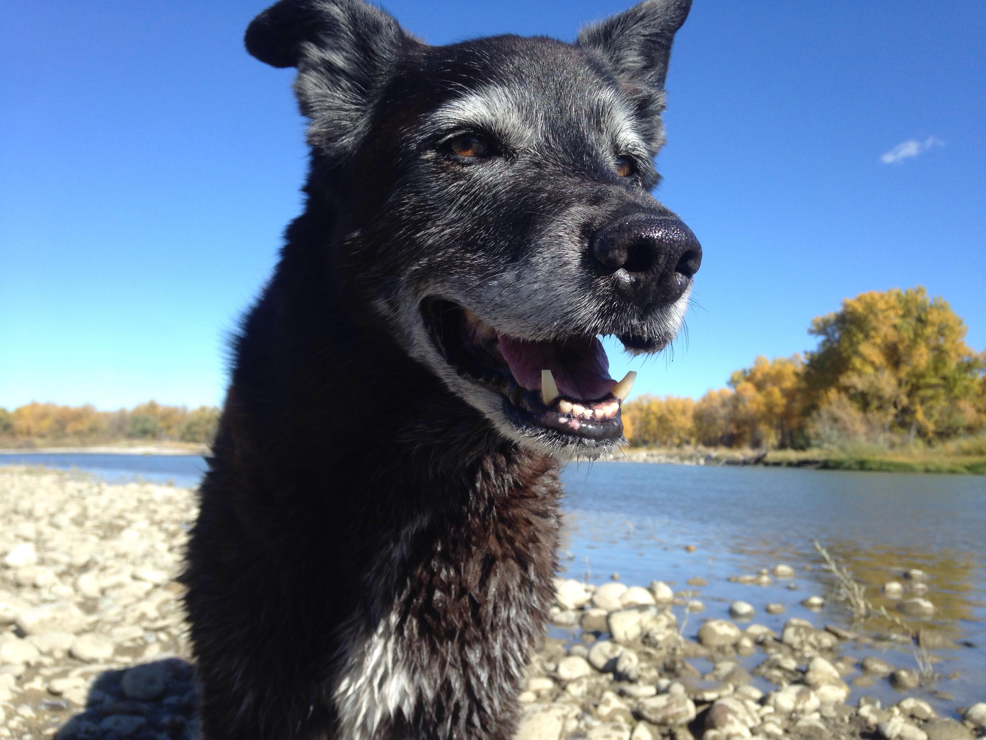 Here's our Belle at 13 1/2 yrs enjoying a beautiful fall day on the