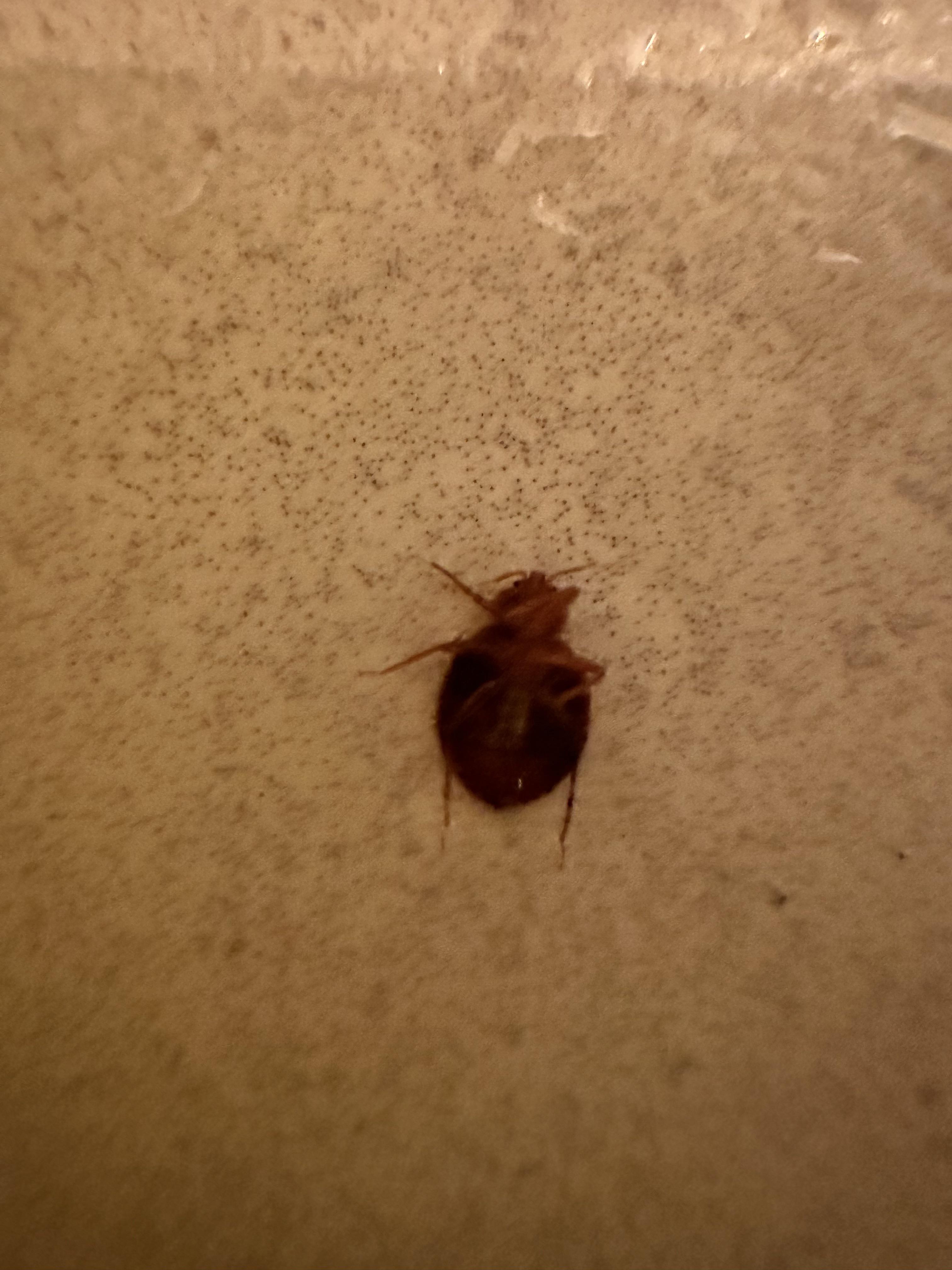 Is this a bedbug? (Lisbon Portugal) r/Bedbugs