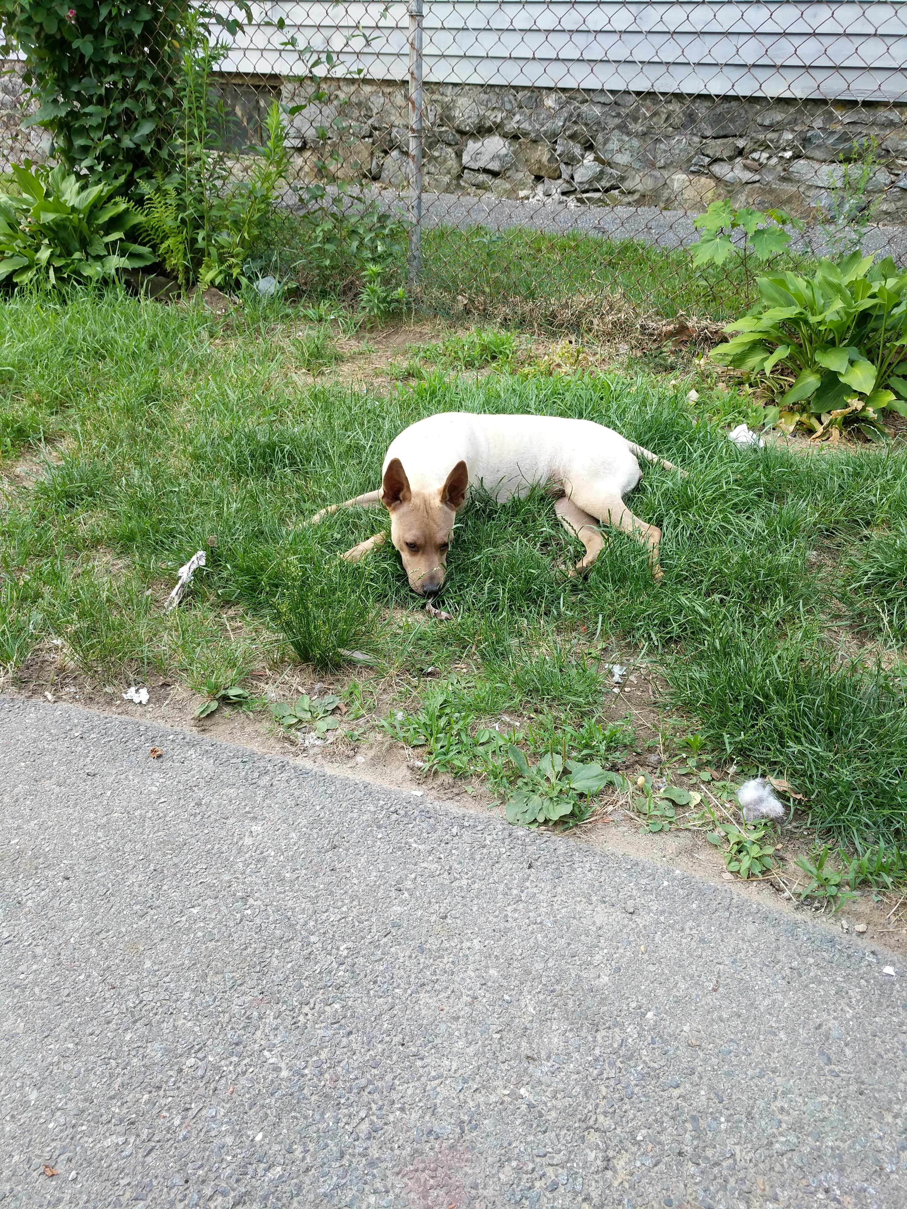 Temporary Foster care for dog while at school? AnimalRescue