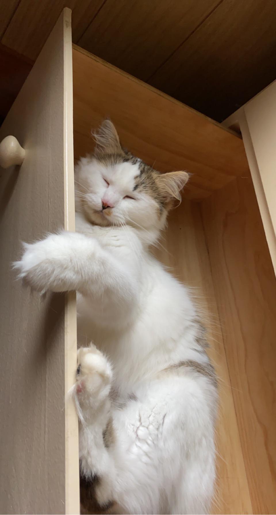 This is the face of “sorry I jumped out the window and ran away, caused