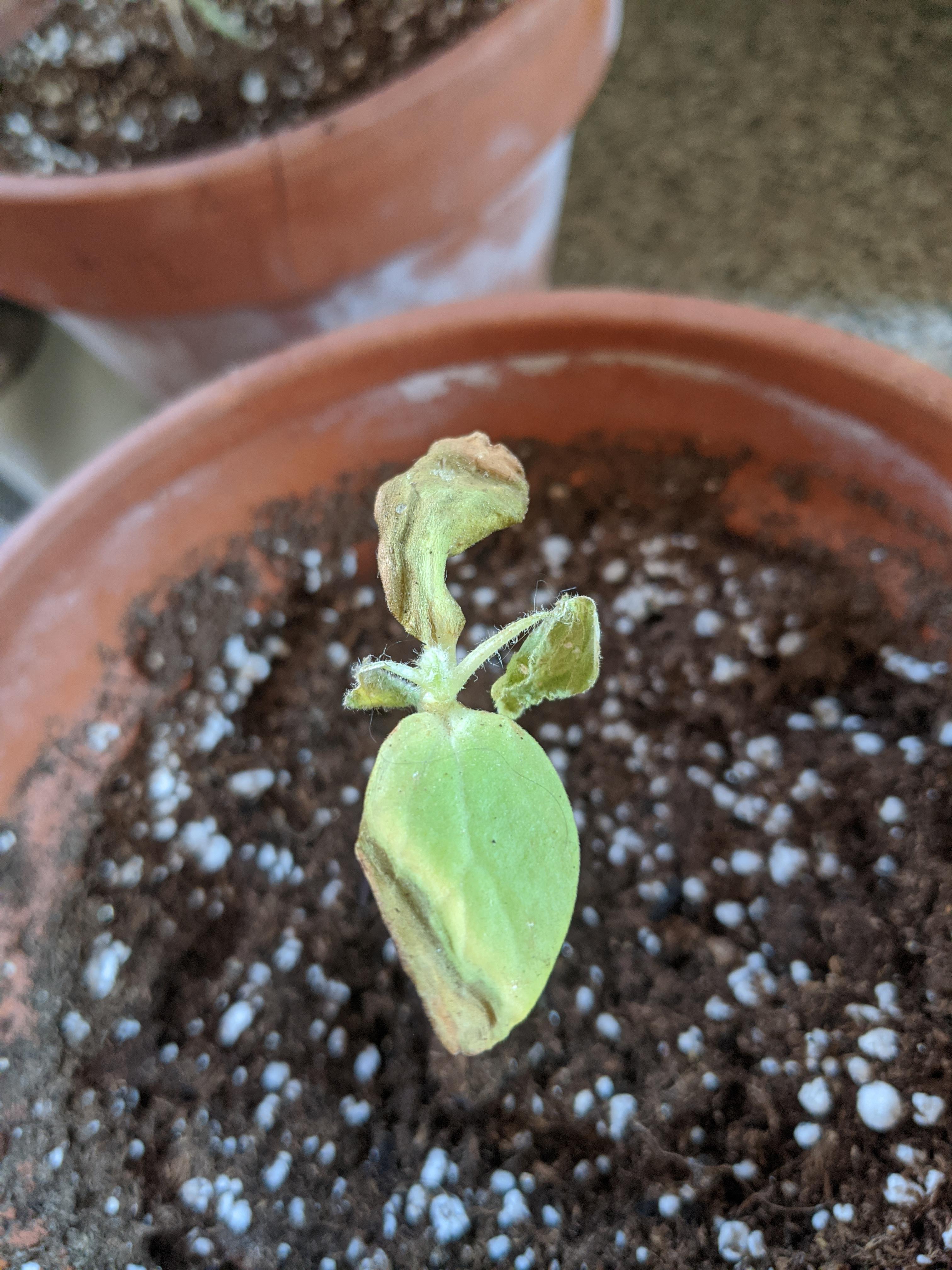 I put my cantaloupe sprout outside to get some sun for a few hours and