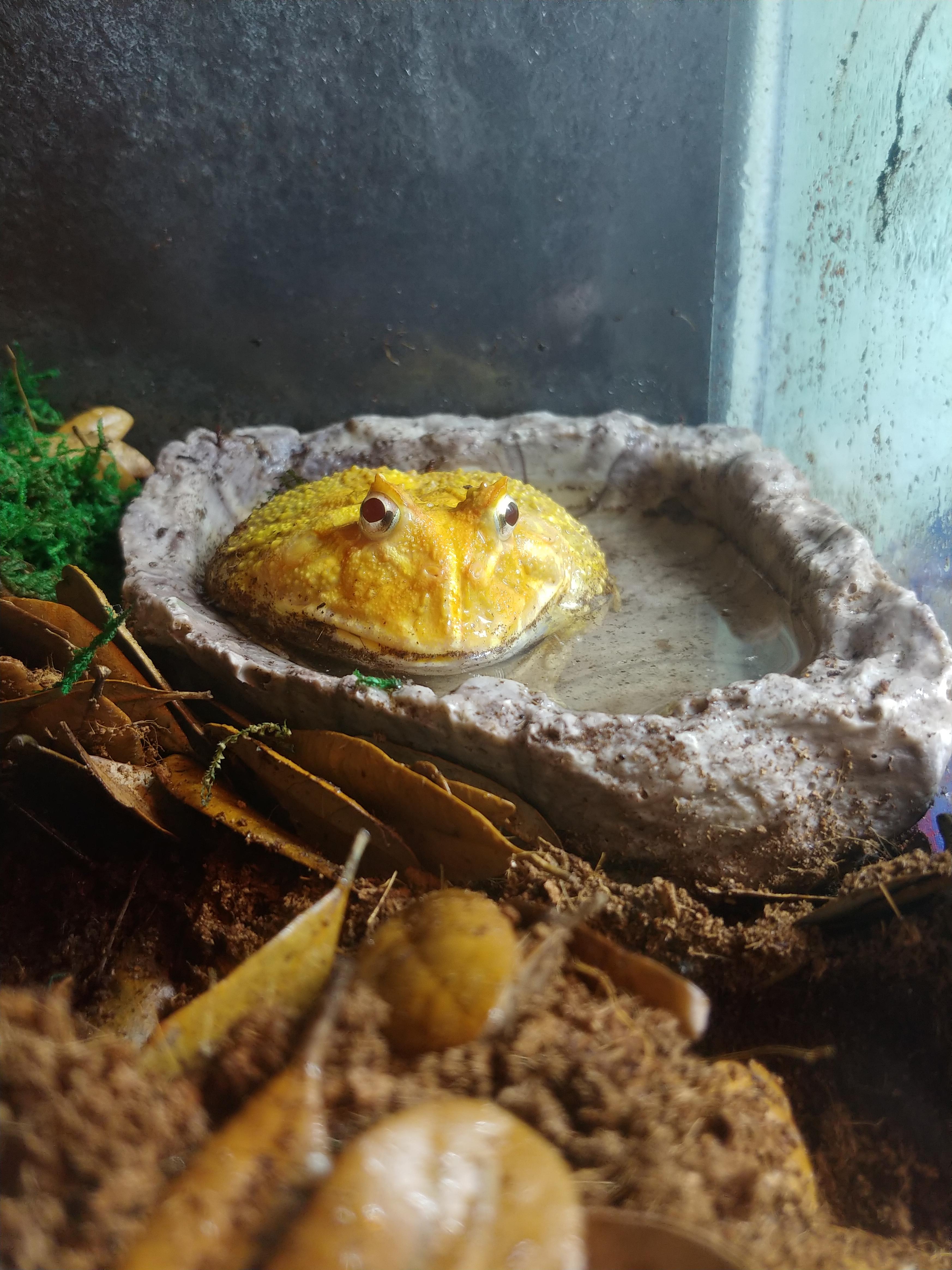 Waiting for the worms to come r/frogs