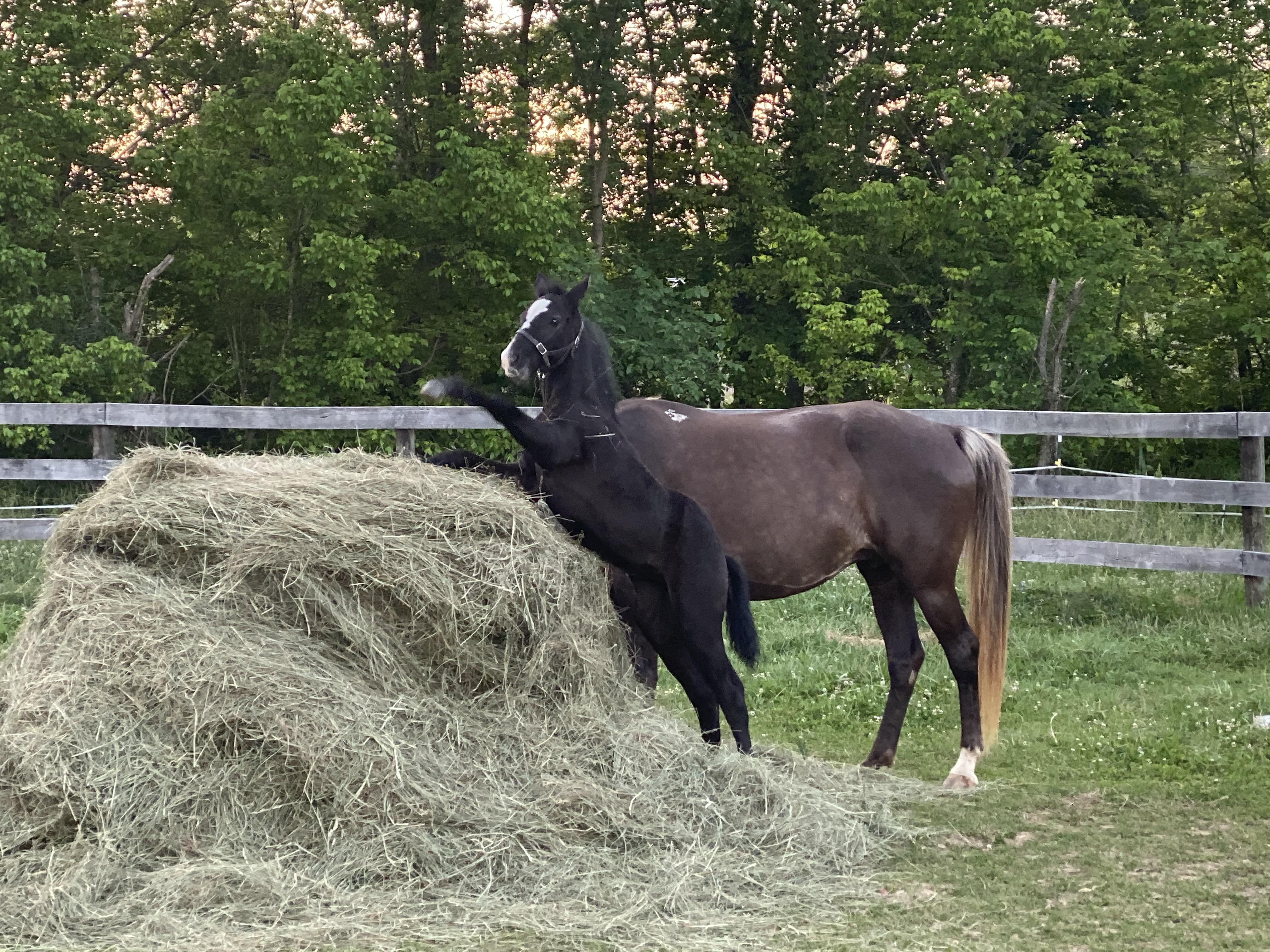 Zoomie (1 month old) is climbing the hay roll. r/Horses