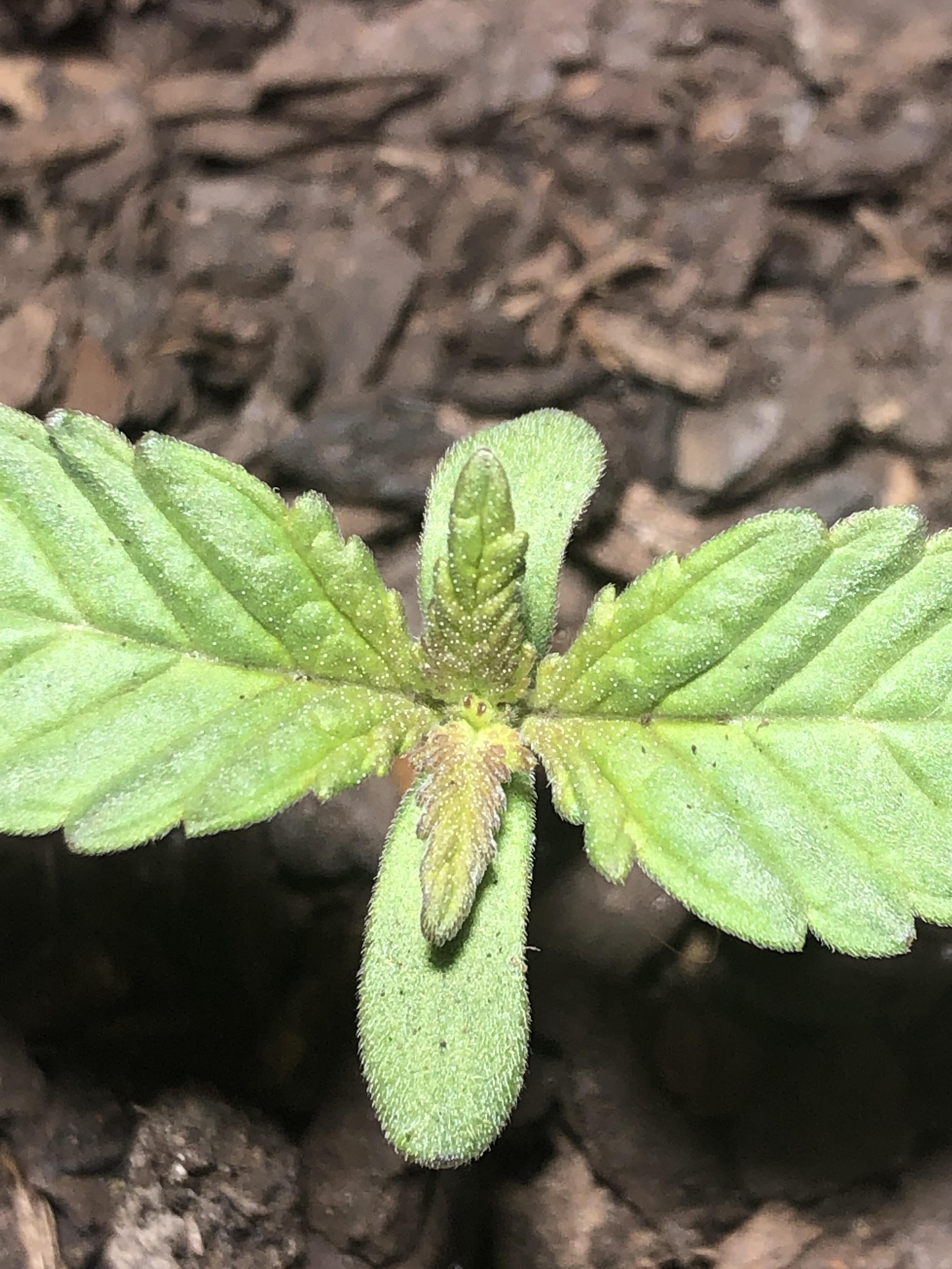 Did my seedling get burnt by the light? 1200 lumen grow light and it