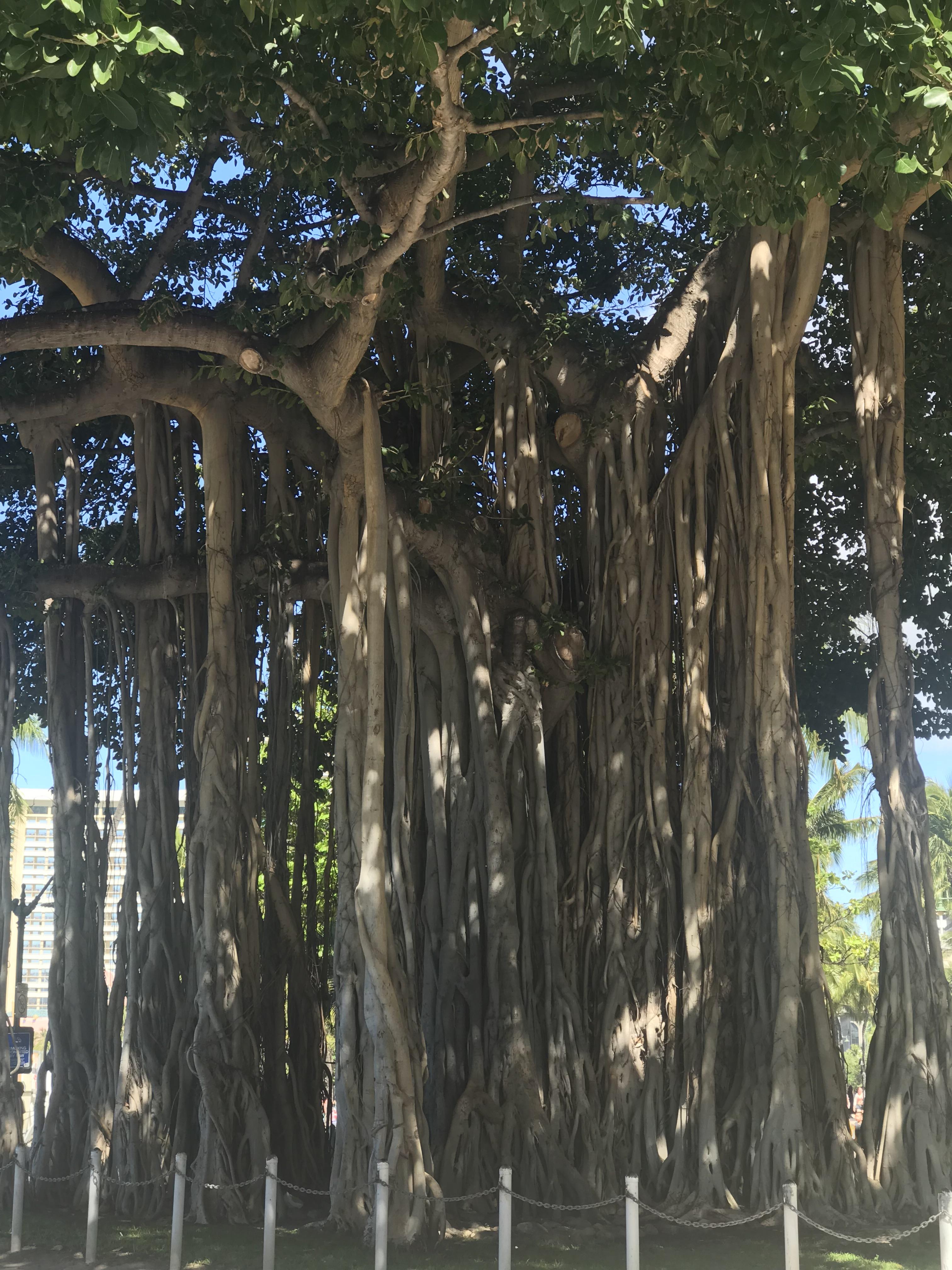 These trees in Hawaii r/mildlyinteresting