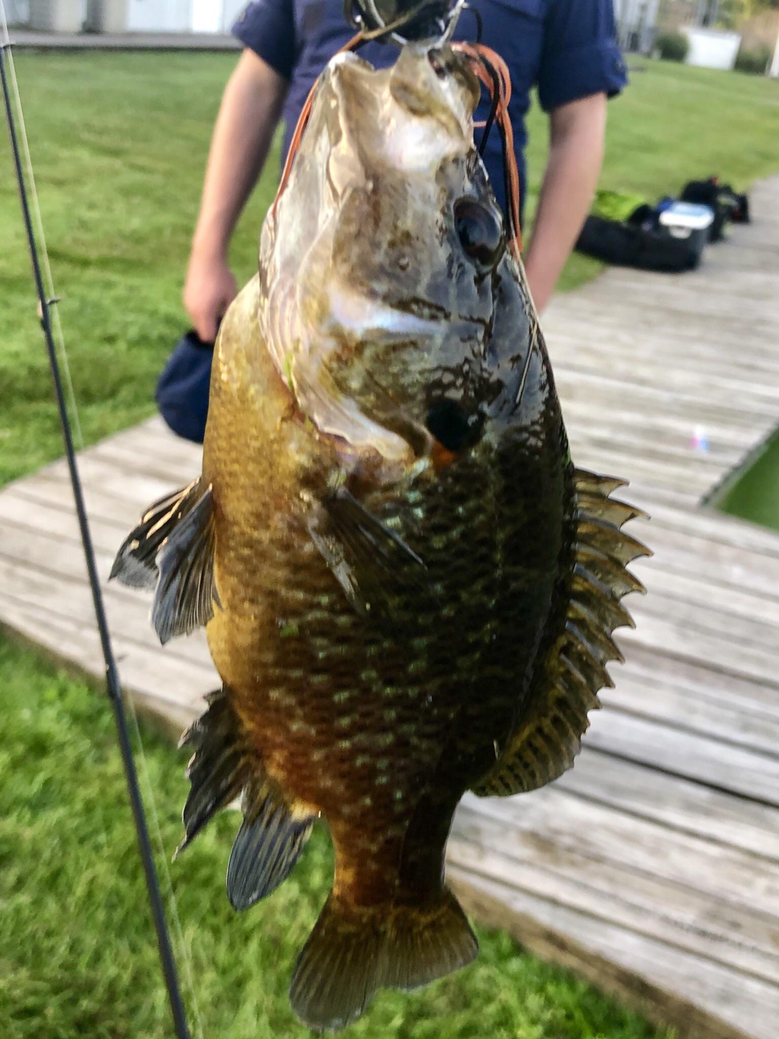 First time fishing in Indiana, got this little guy on my
