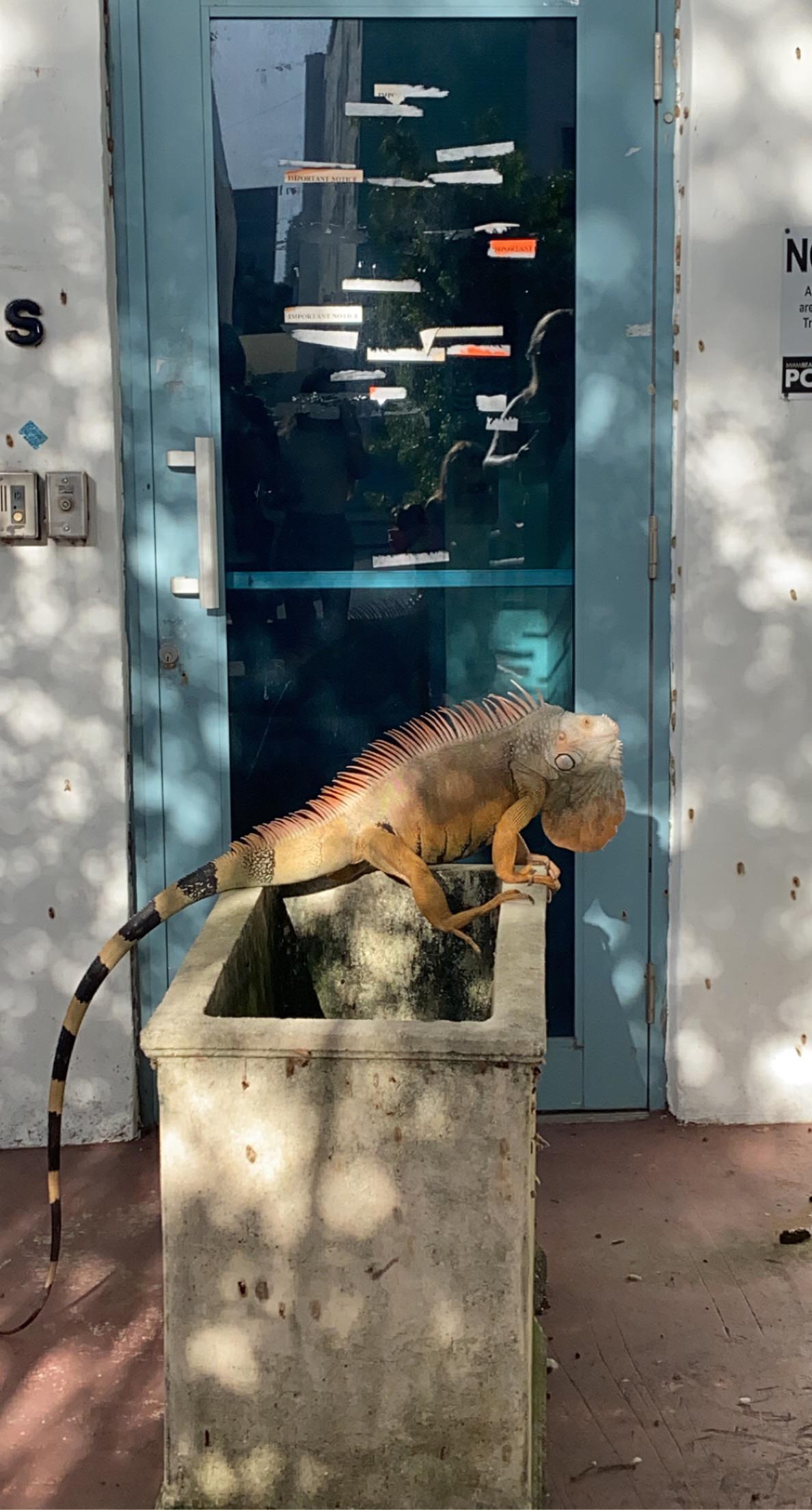 any ID? in Miami Florida . r/reptiles