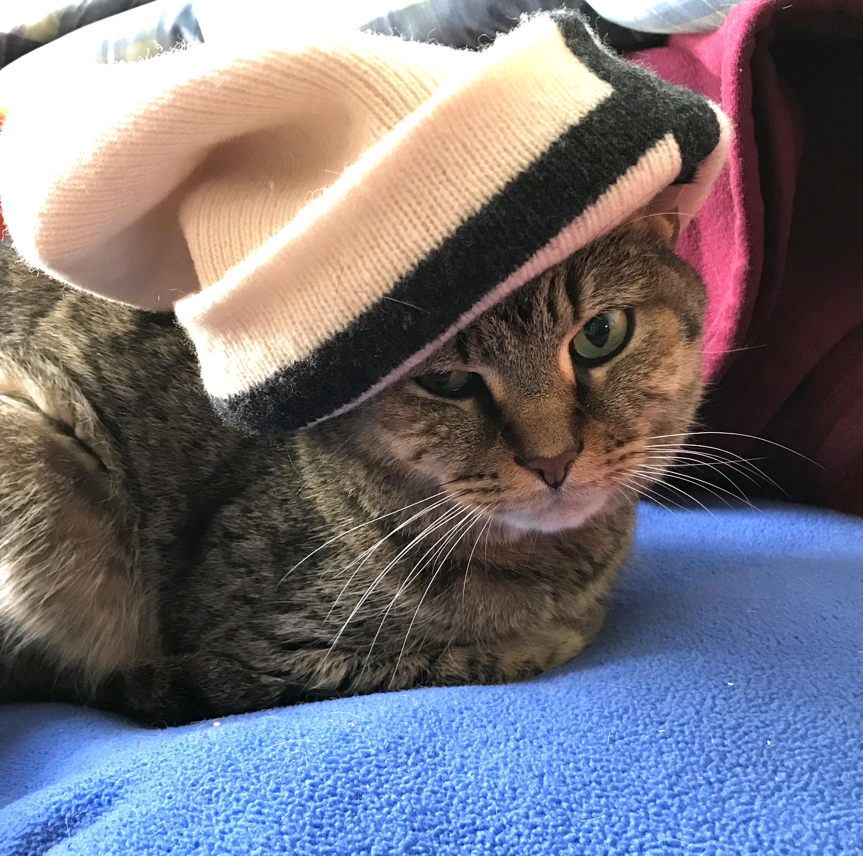 When it’s cold but you still need to keep your street cred r/cats