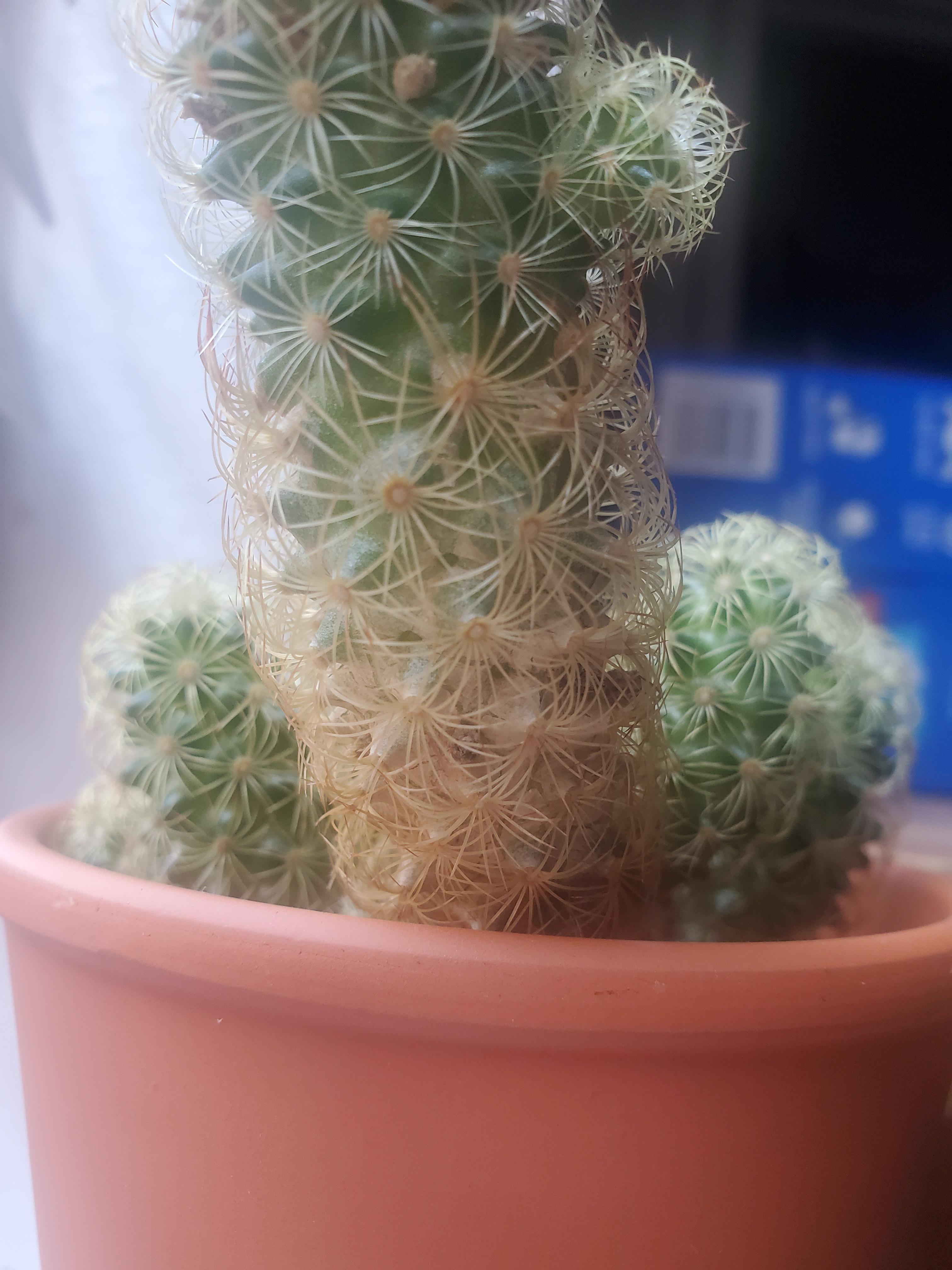Help! Does anyone know why my cactus is turning brown/scaly/crusty at