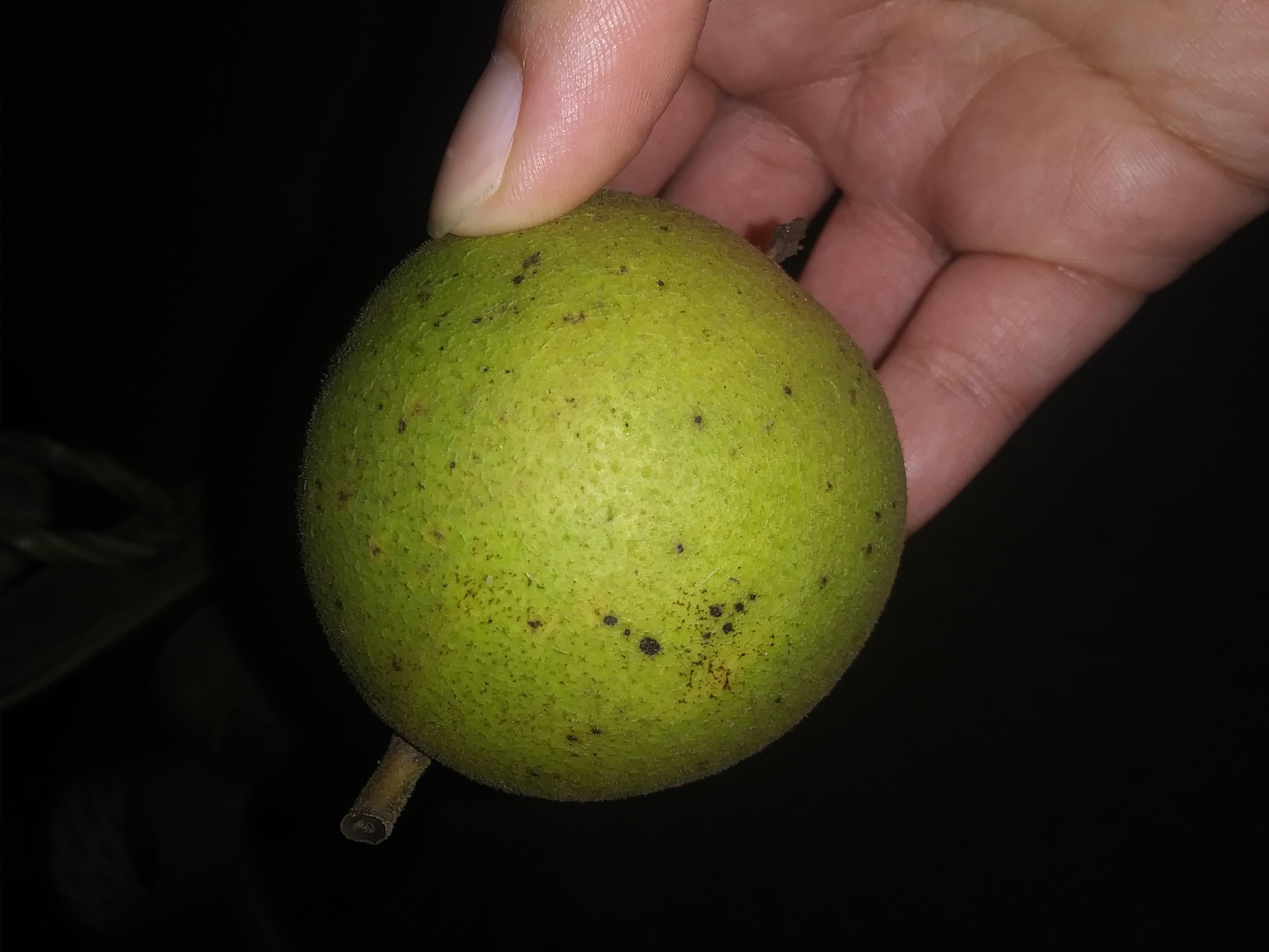 Help identifying possible wild food? Smells like citrus/pine flavor