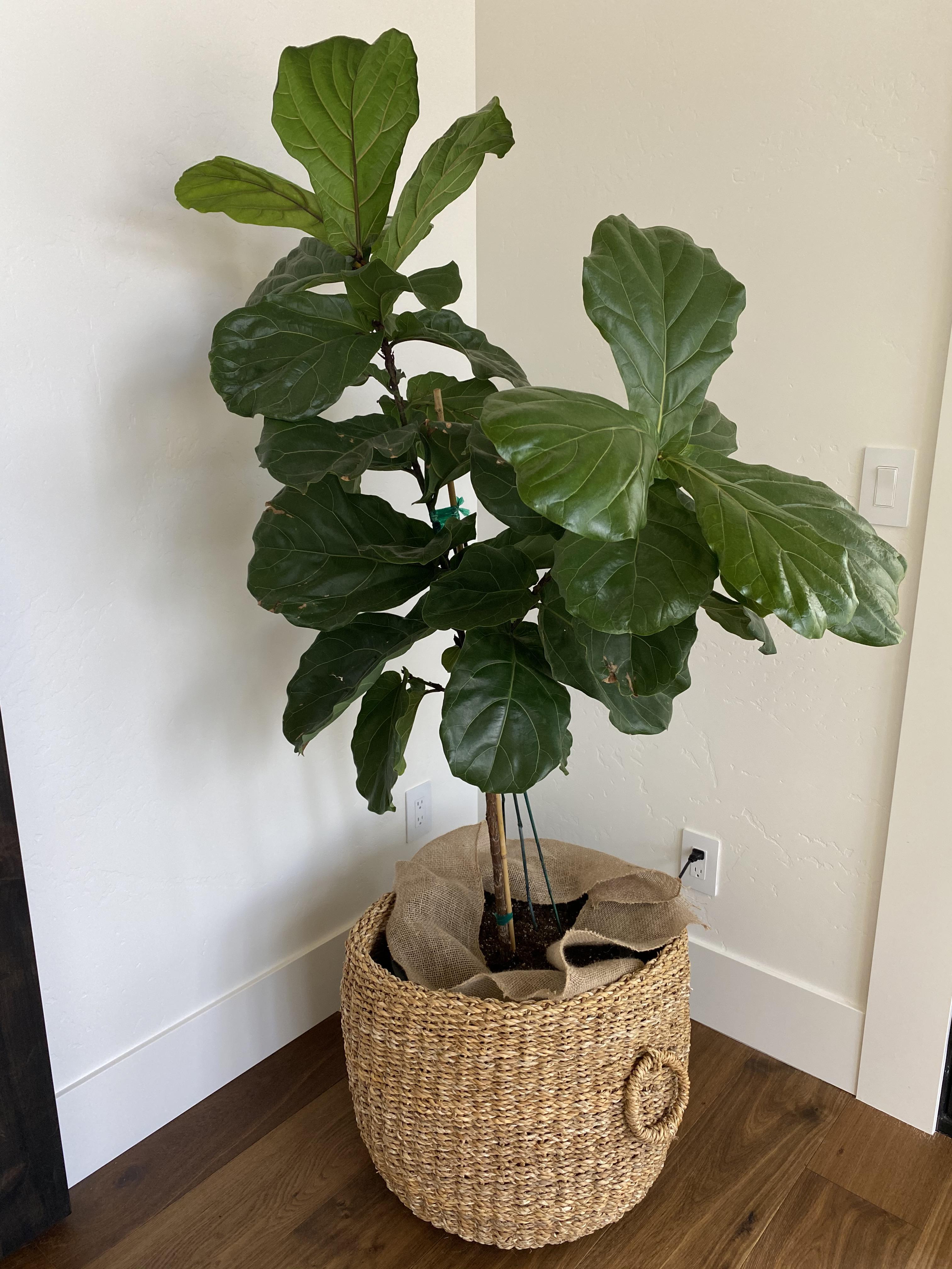 Any tips on how to make our Fiddle Leaf Fig look good? r/houseplants