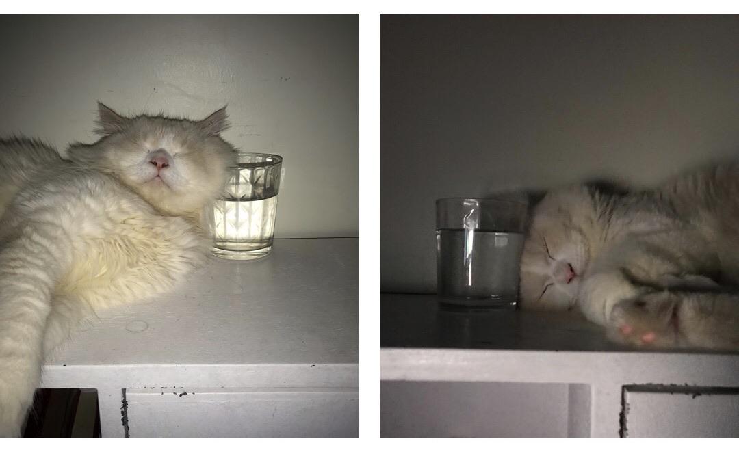 my cat sleeps next to his glass of water for optimal hydration r
