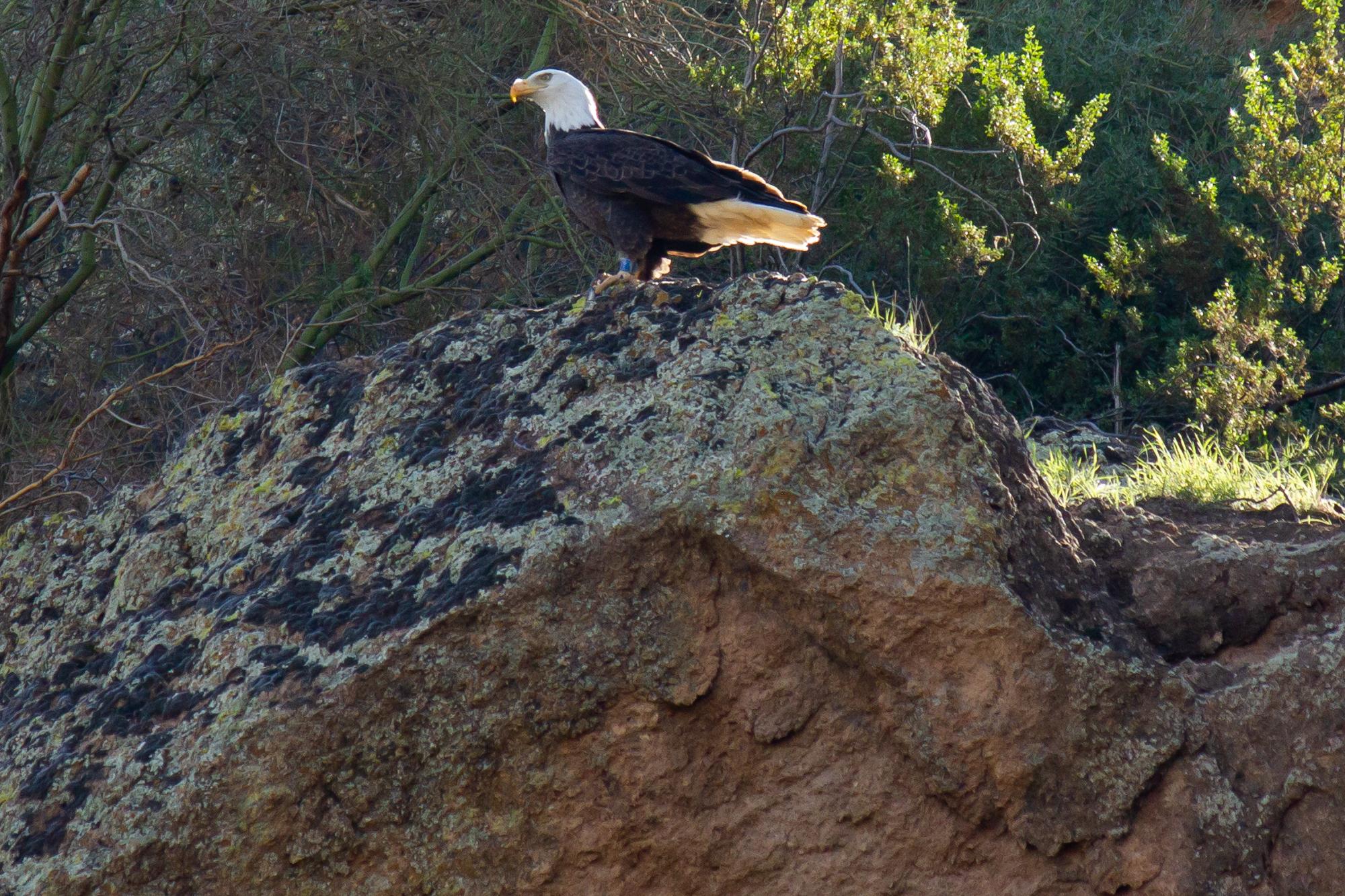 Bald Eagle on the Salt River. r/arizona