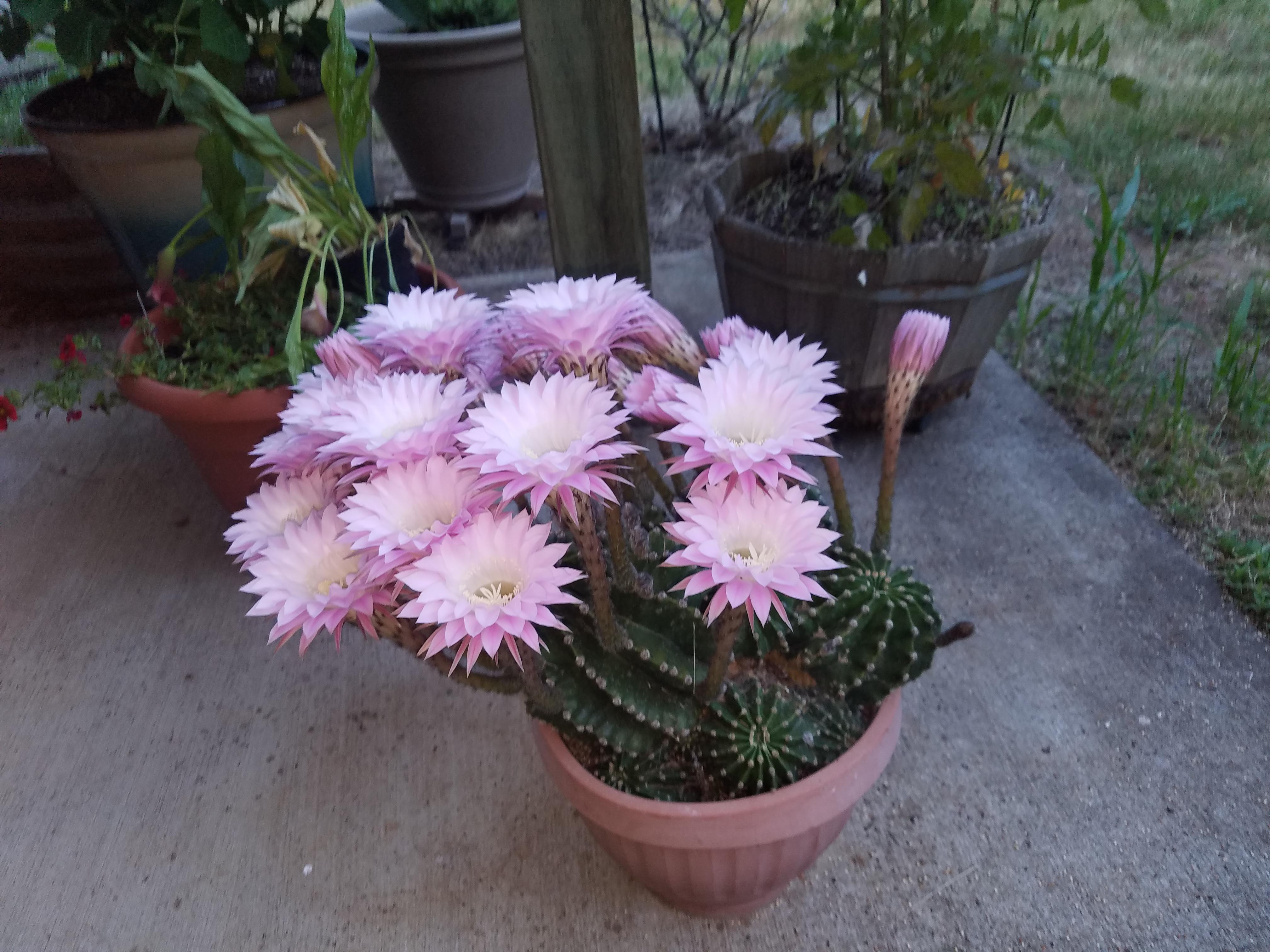 My grandma's blooming cactus r/plants