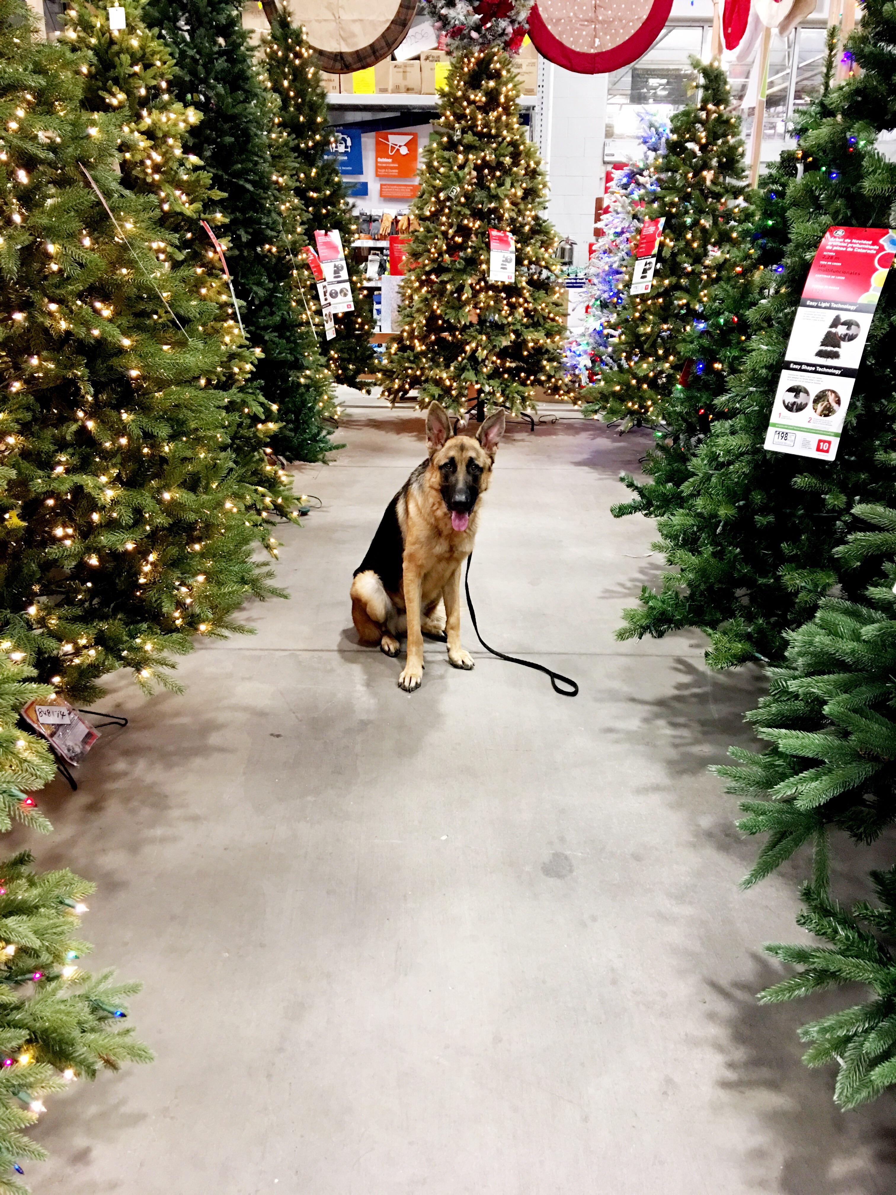 Lowe'S Hours Christmas Day I could not contain my excitement when I was walking around Lowe's