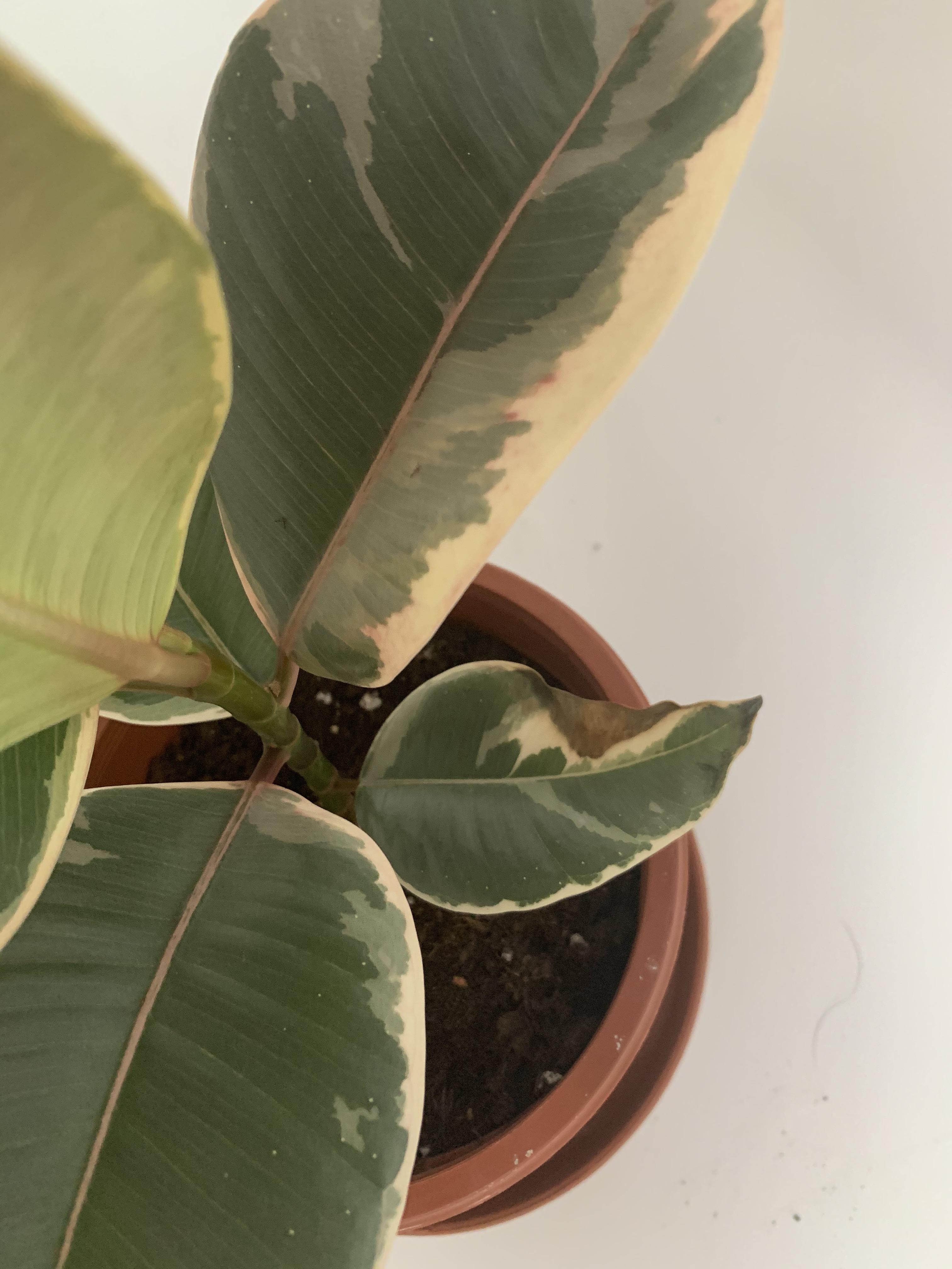 I accidentally overwatered my rubber plant how can I safe it/ dry