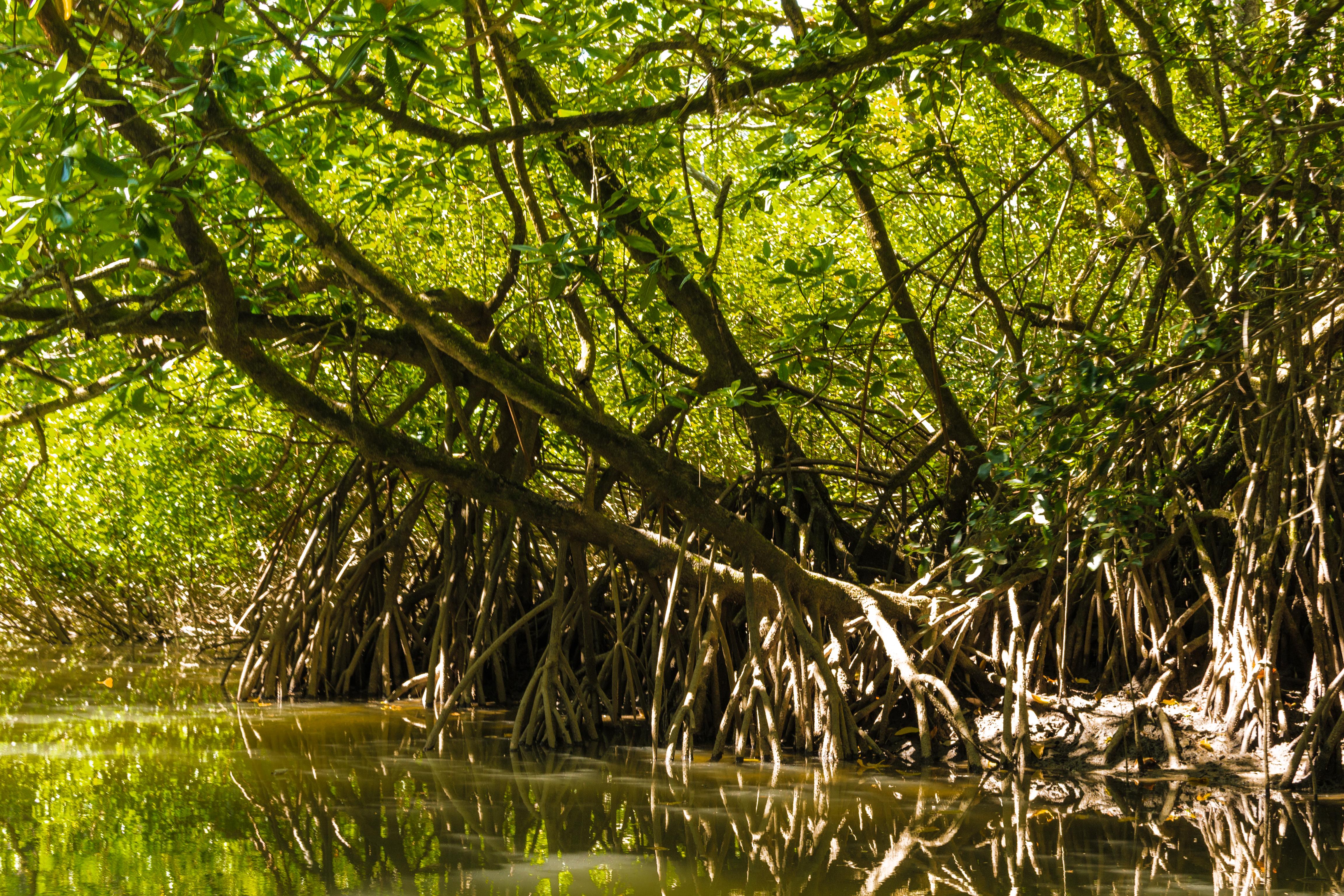 Daintree National Park, QLD, Australia Exploring the mangroves