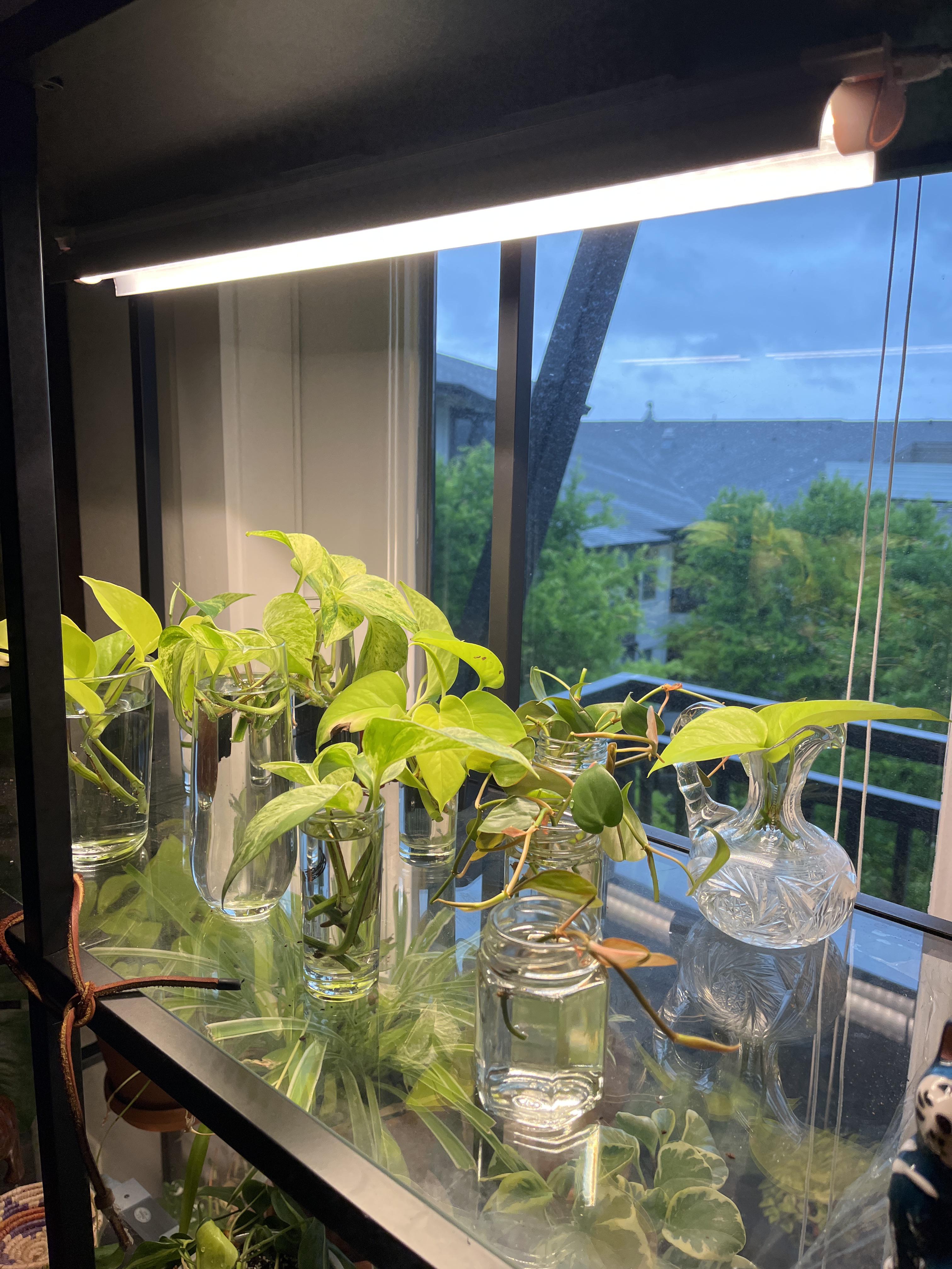 Time to propagate all my pothos. Is this grow light too close for these