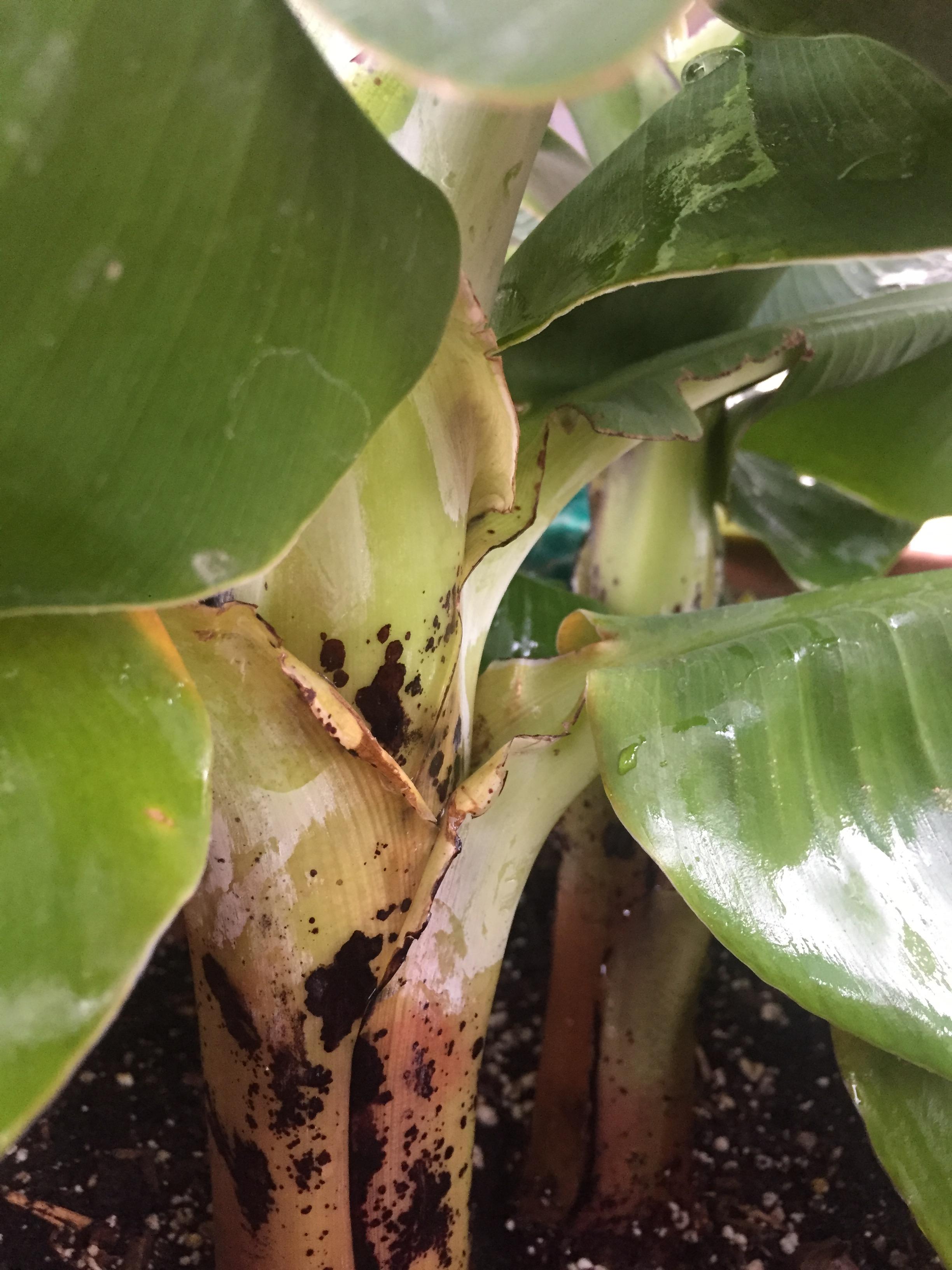 My banana plants has black spots everywhere. Not sure what to do or how