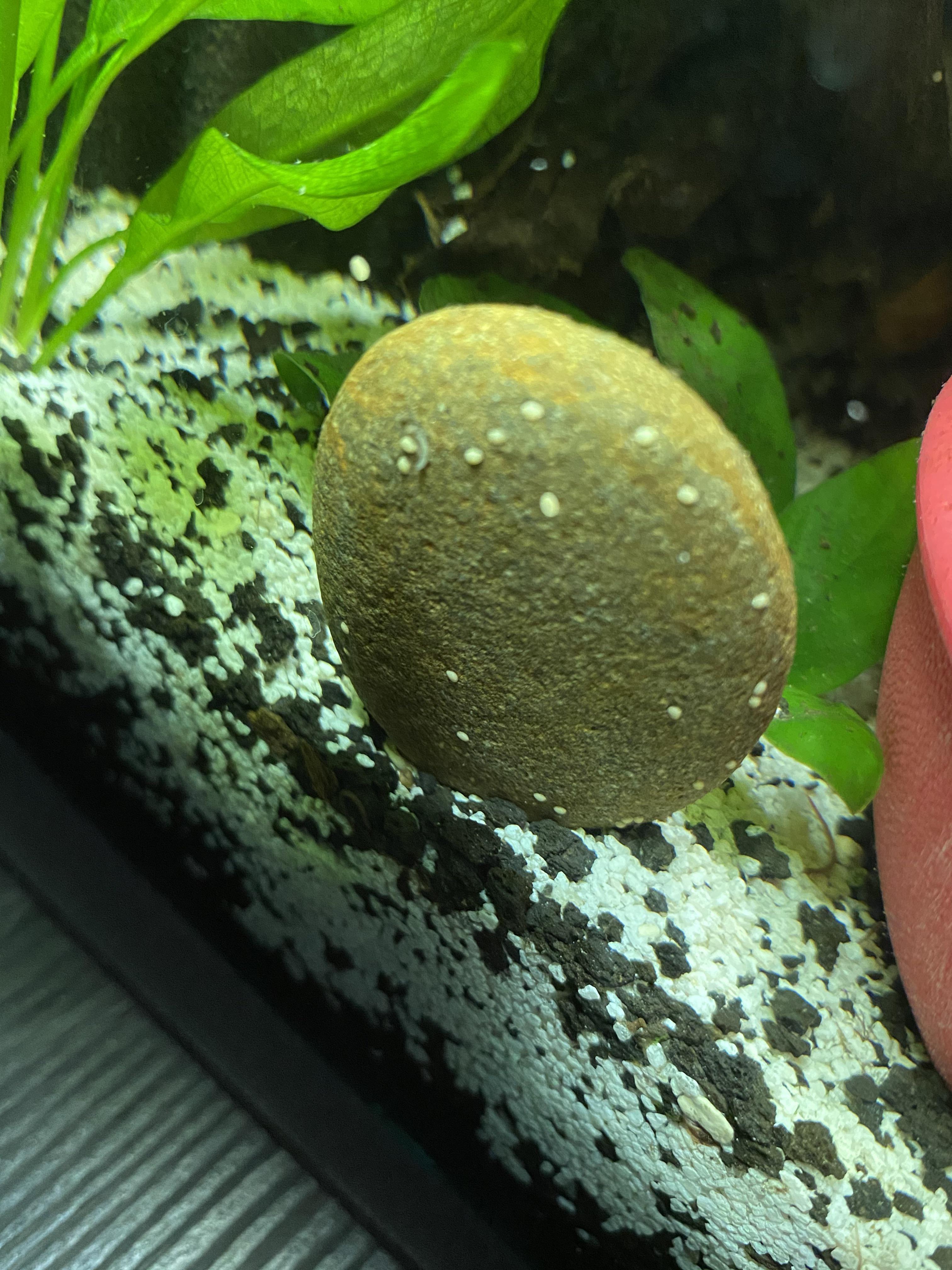 Nerite Snail Eggs