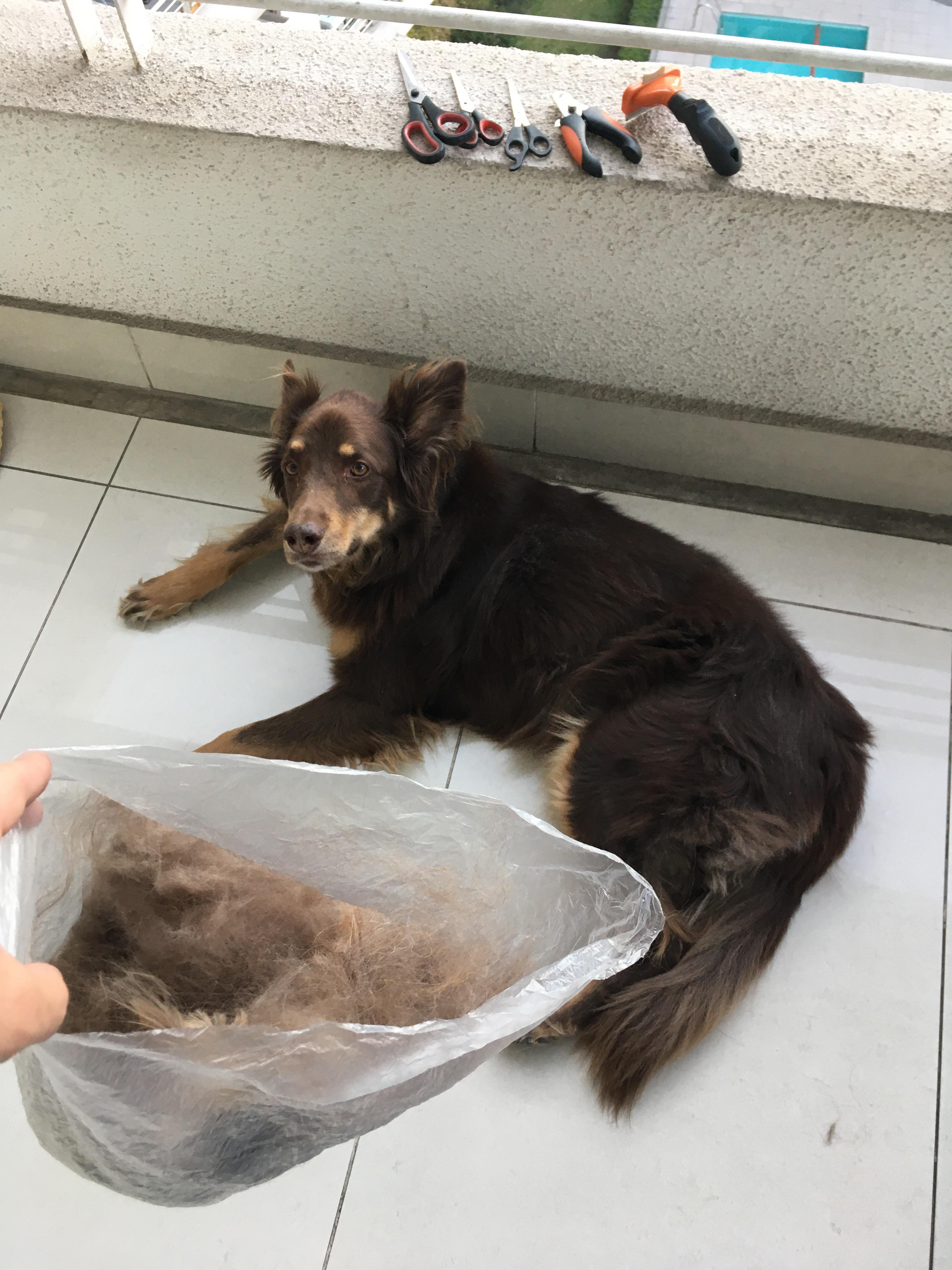 How much does your Kelpie shed? r/kelpie