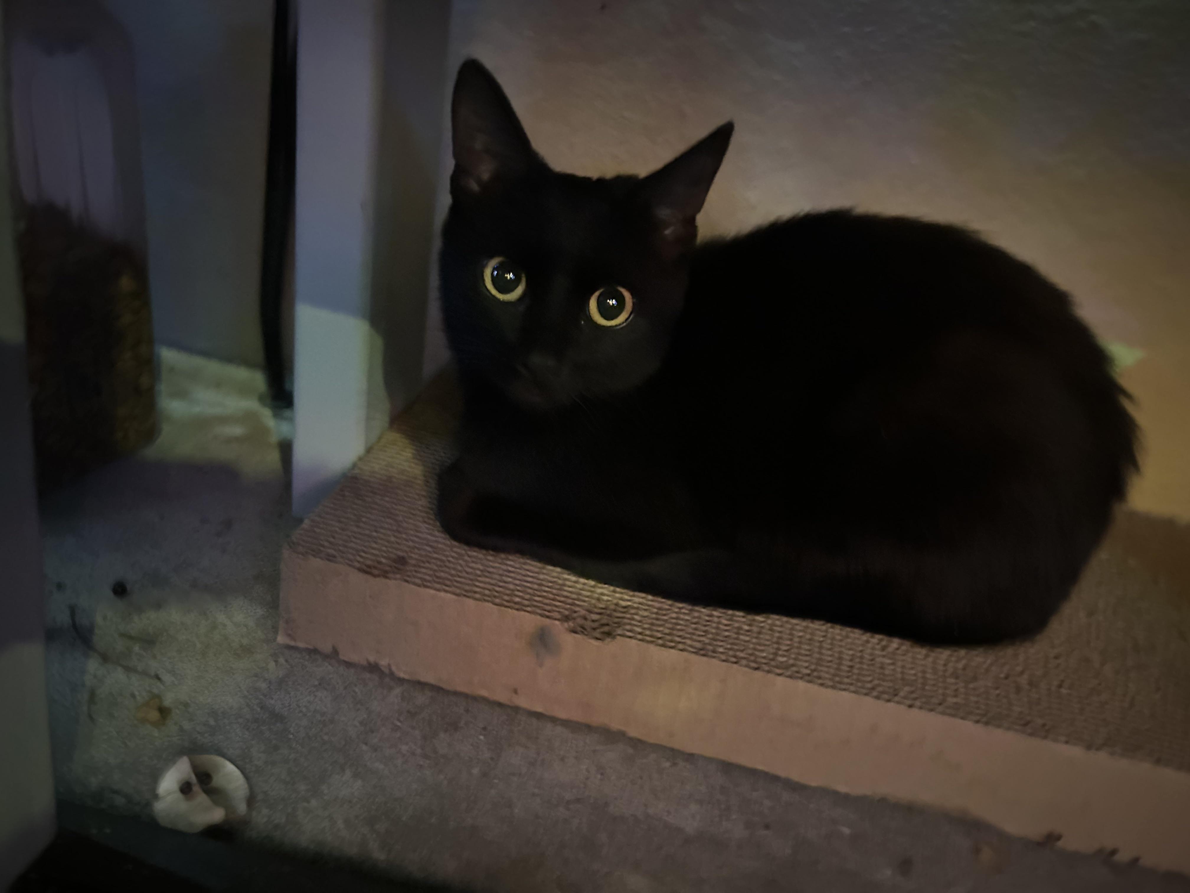 spay aftercare? r/Feral_Cats