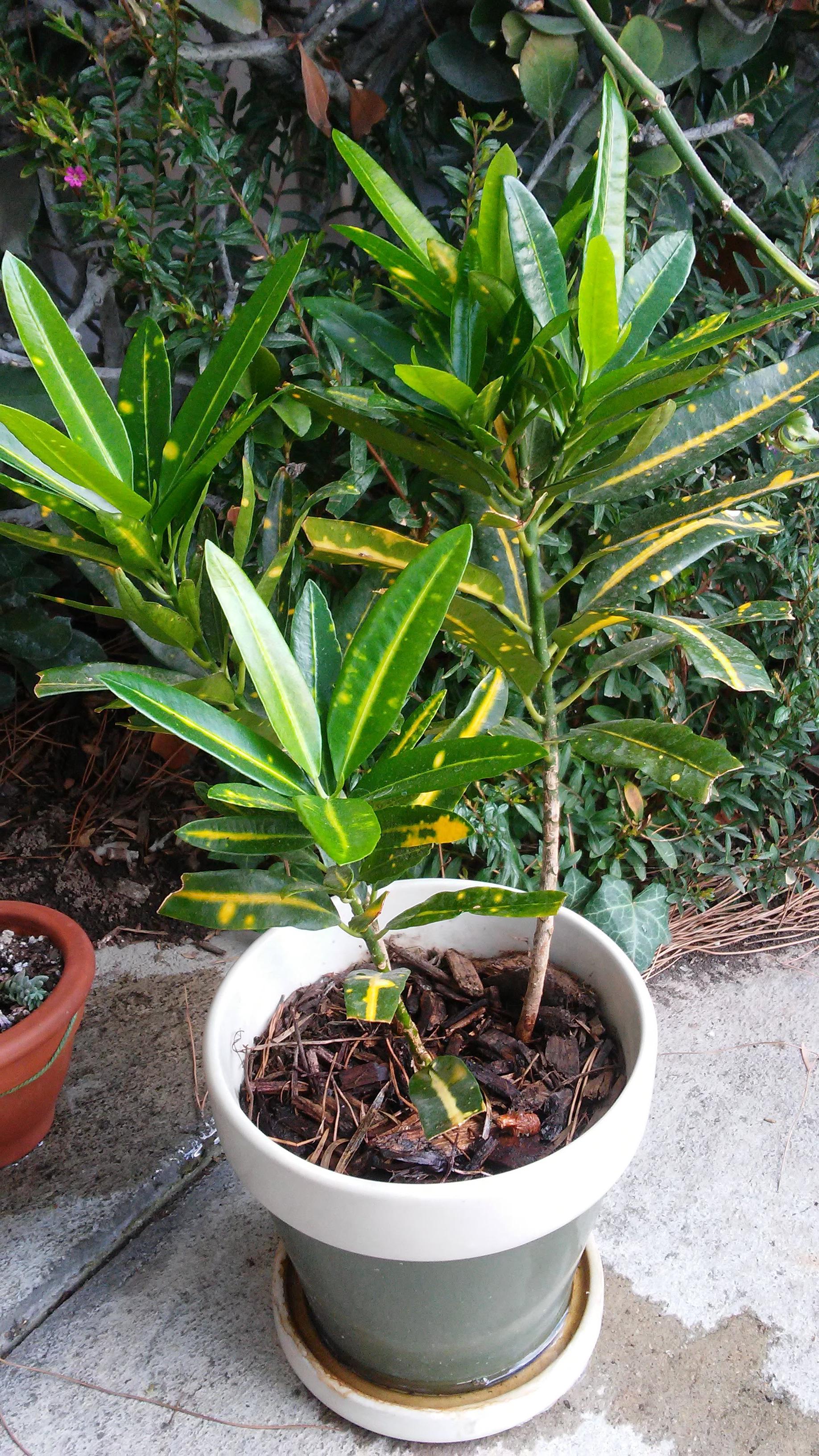 Local Plants Near Me Purchased at a local plant shop about 3 months ago