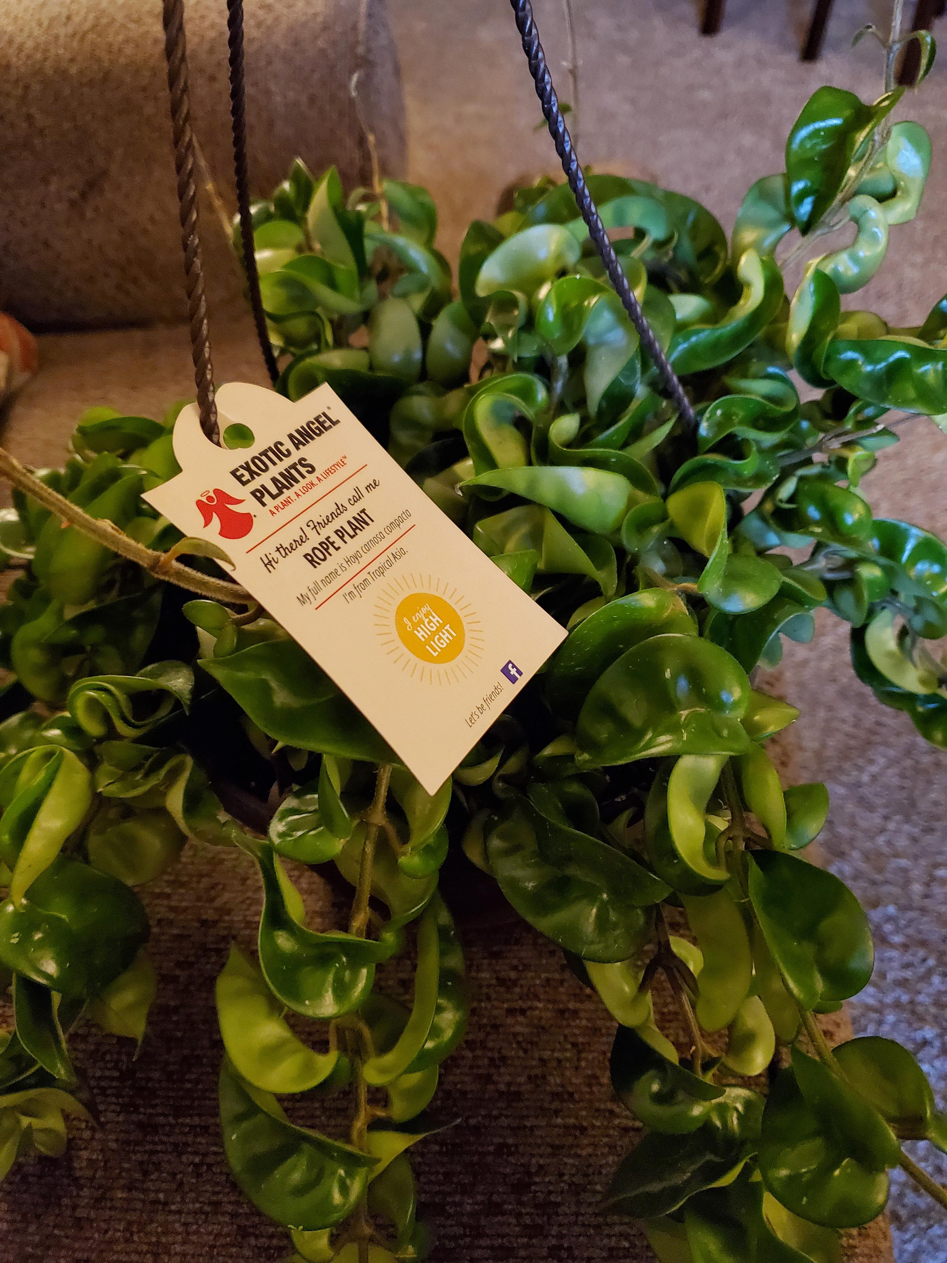 20 hoya hanging basket at home depot! r/houseplants