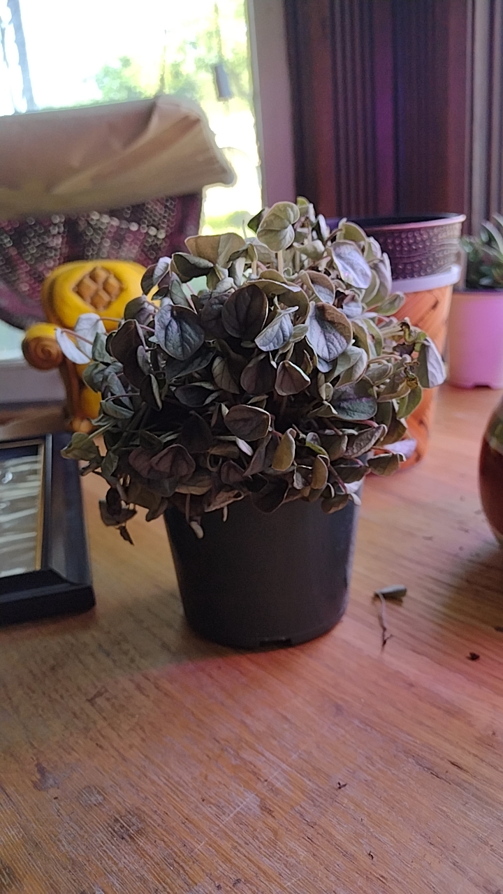 I was gifted this plant. What is it and can I save it? plantclinic