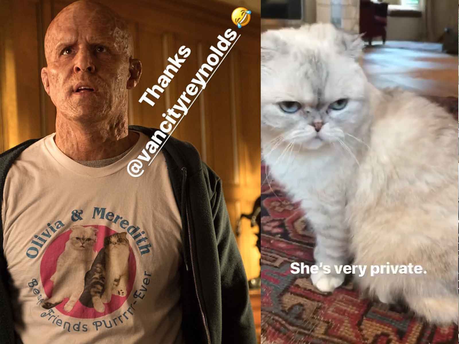 Taylor swift's cat, allegedly... r/deadpool