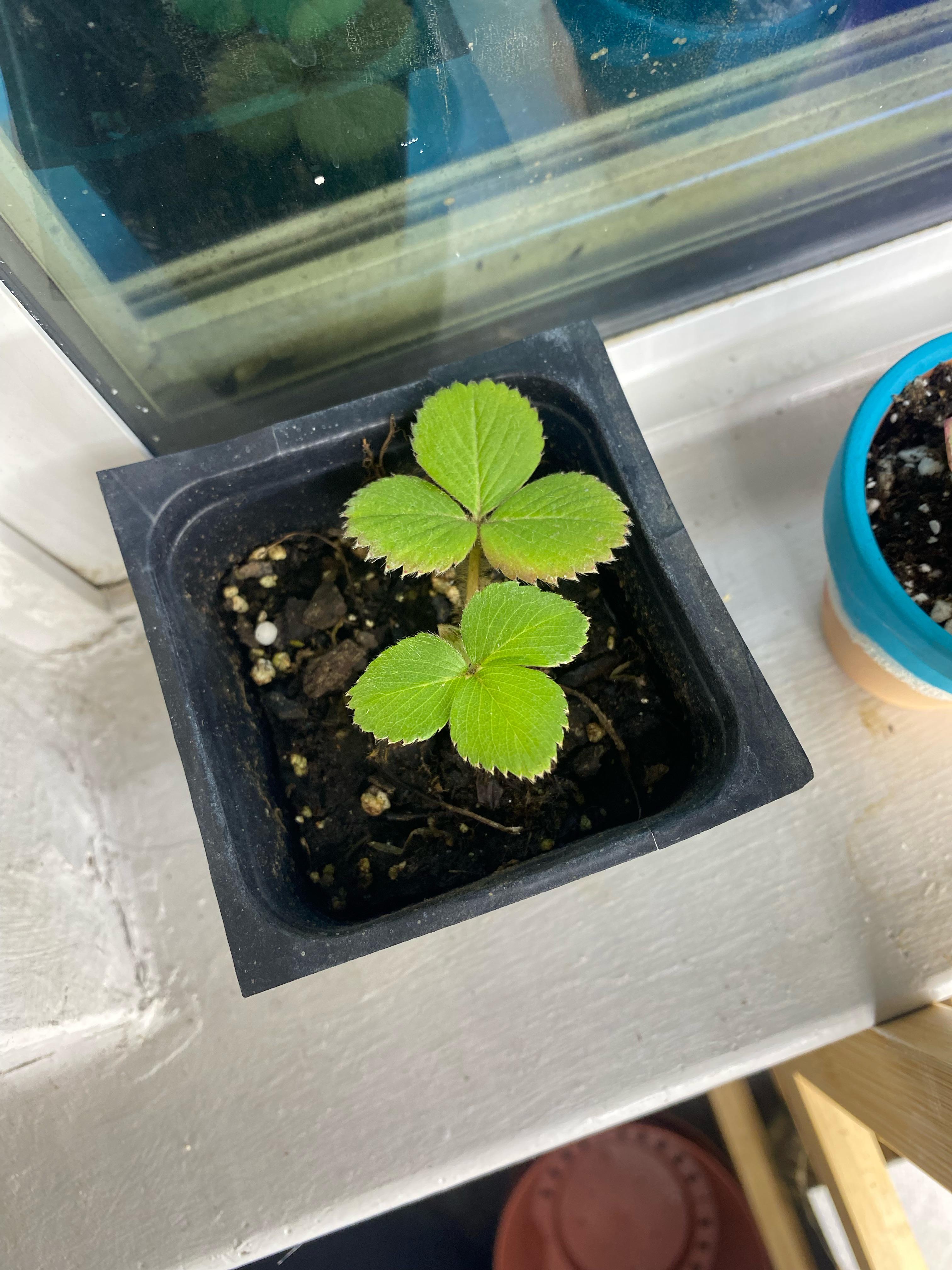 Anyone know how to take care of strawberry plants? r/plantclinic