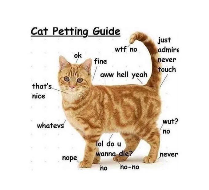 Cat petting guide r/cats