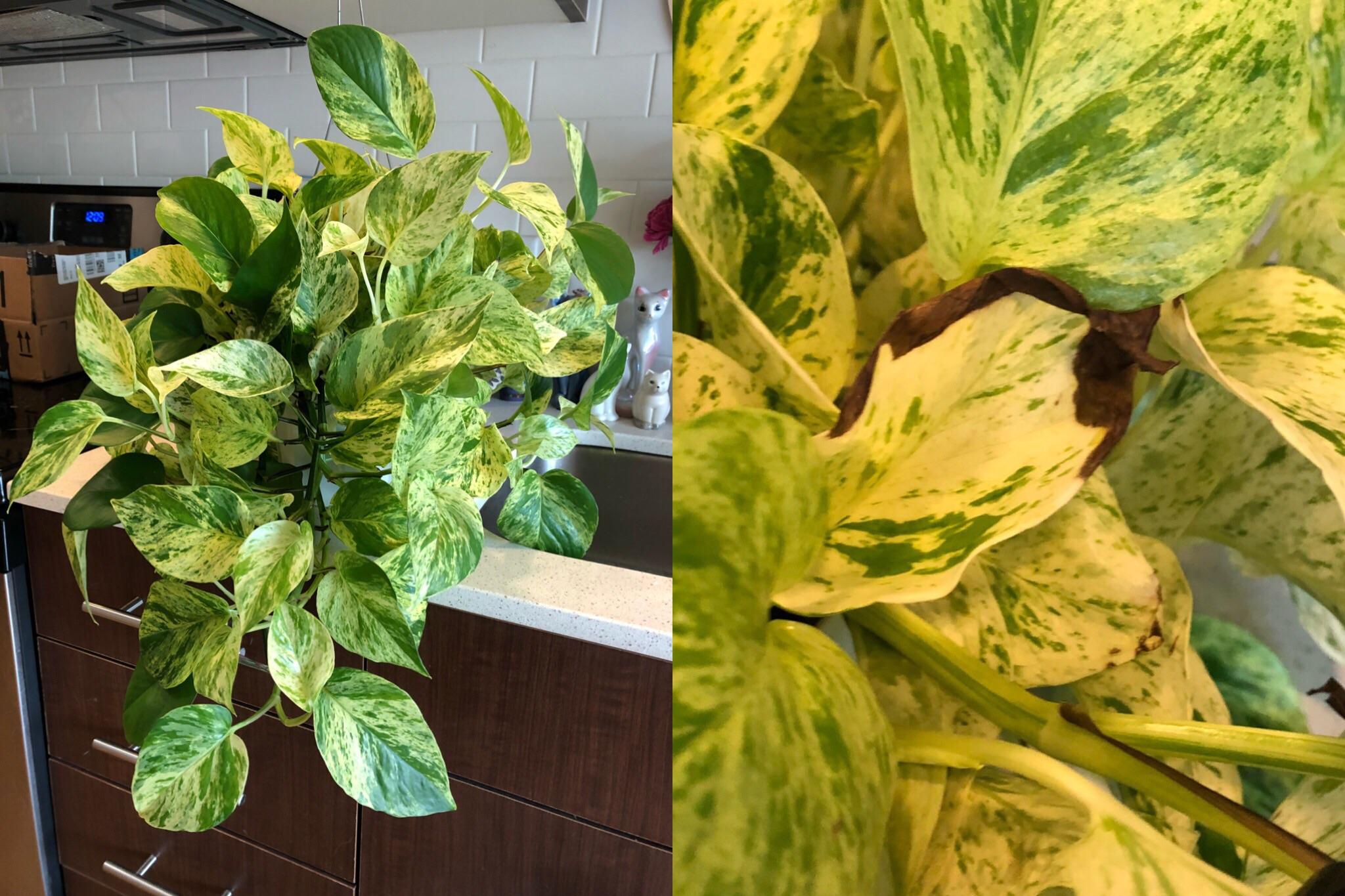 My giant marble queen pothos is starting to brown on some leaves. It’s