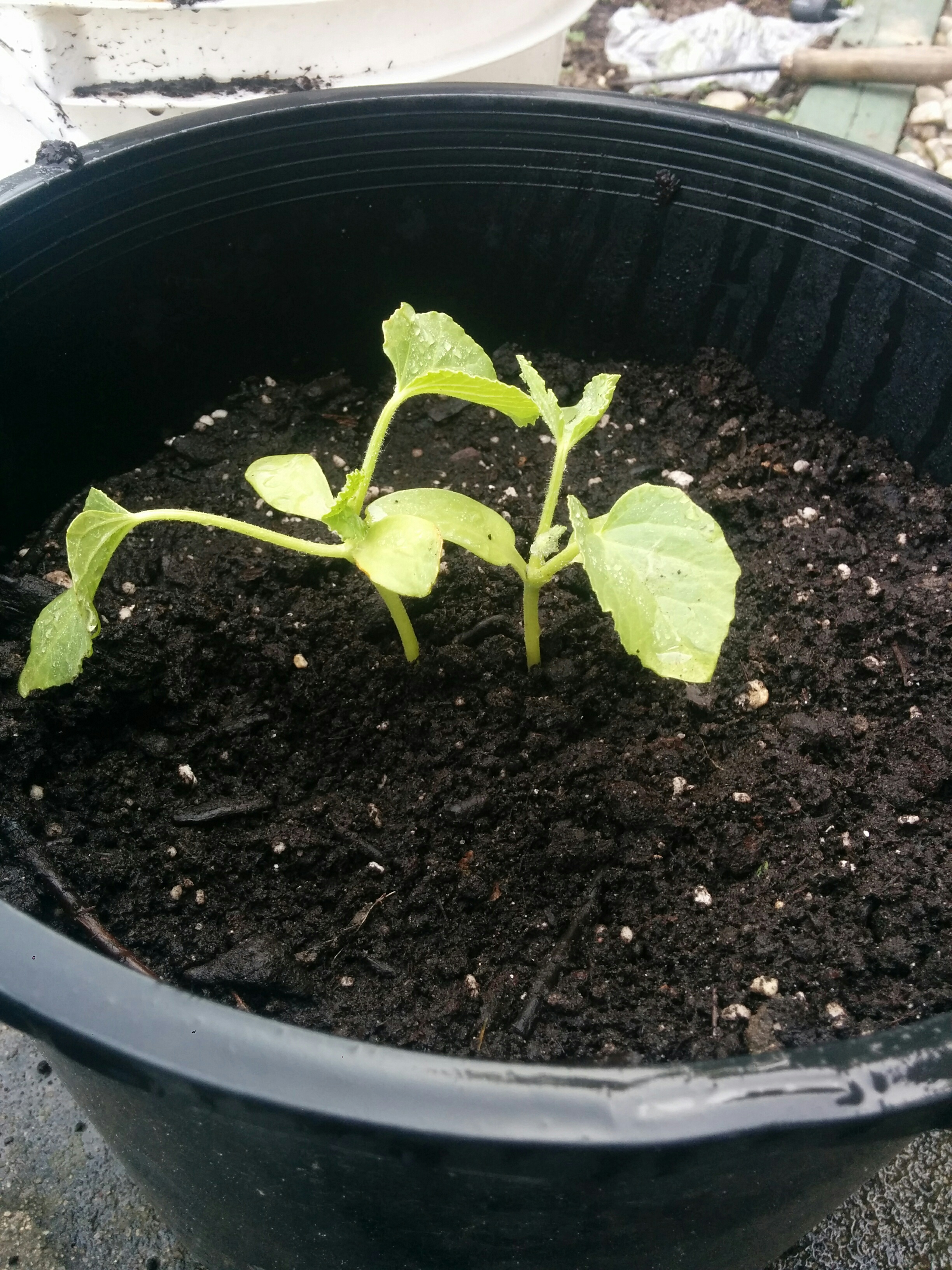 Can i plant 2 cucumber plants together? r/gardening
