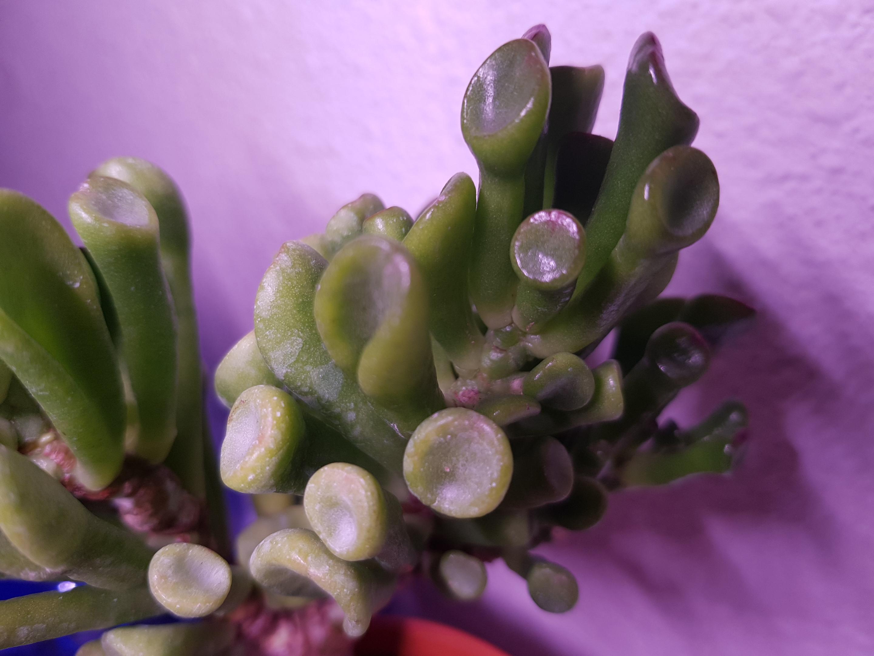 Why some leaves has white watermarks while others don't? How to get all