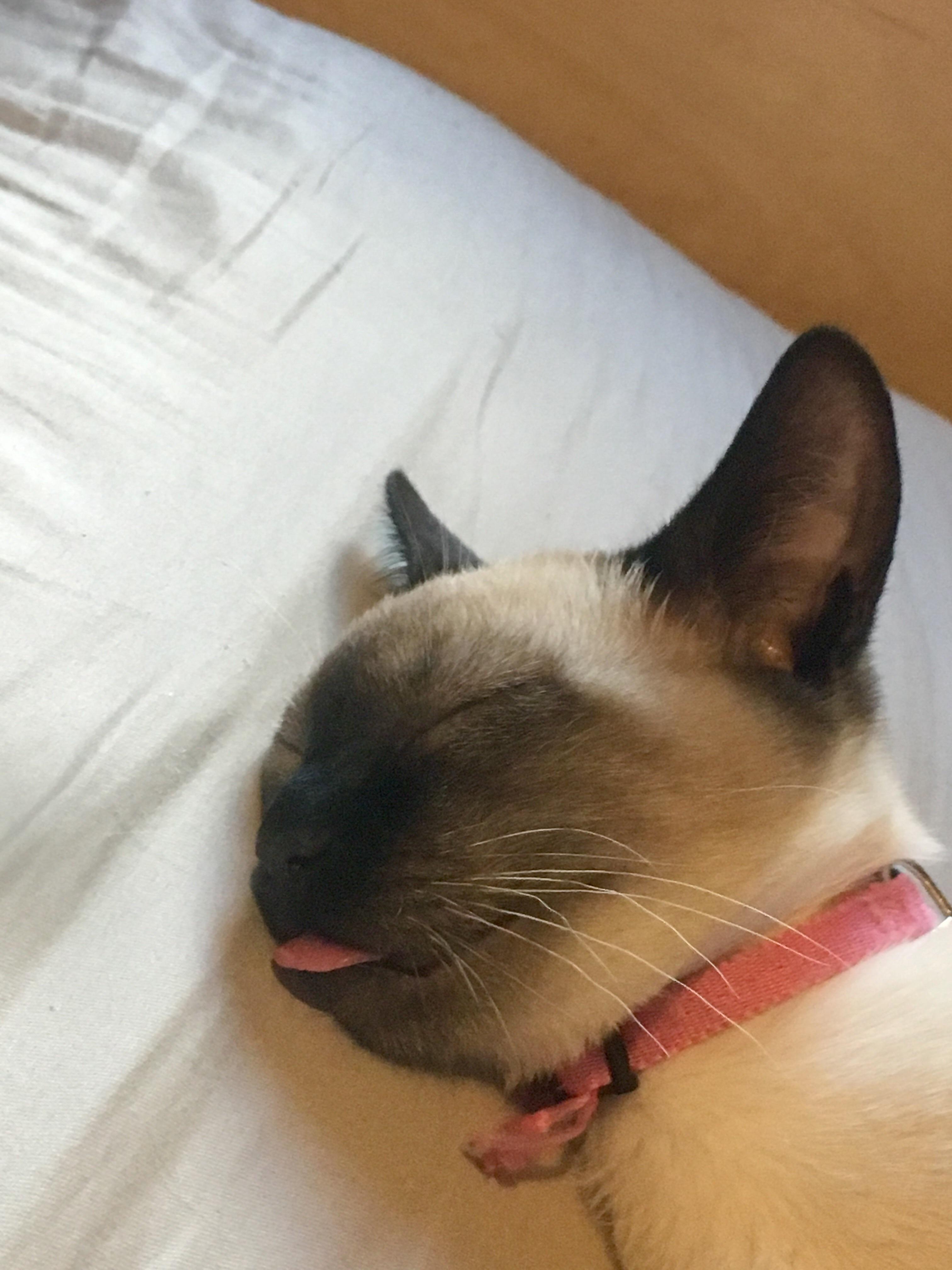 She sleeps with her tongue out every day and I wonder why the water